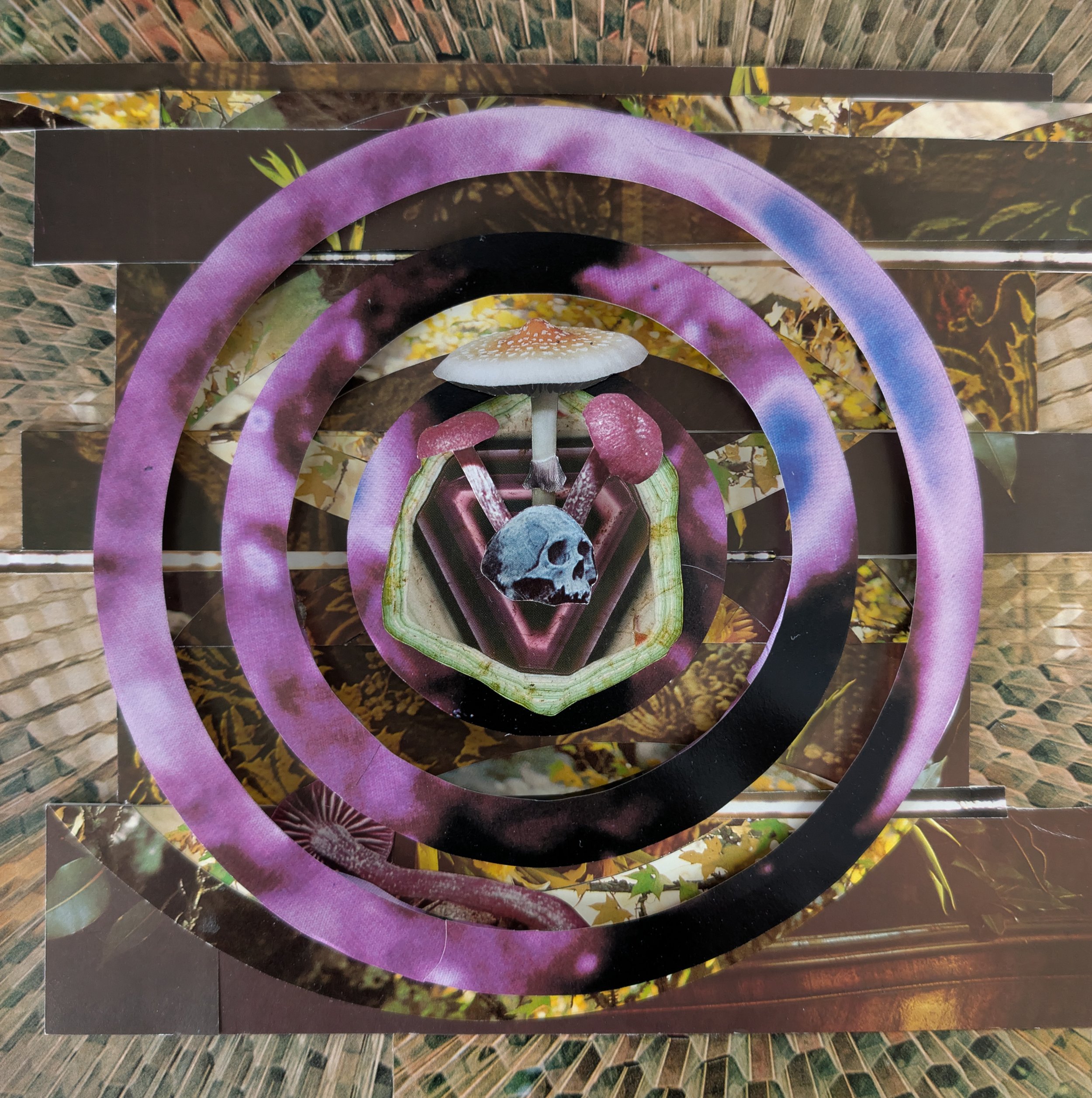 cubensis.jpg
