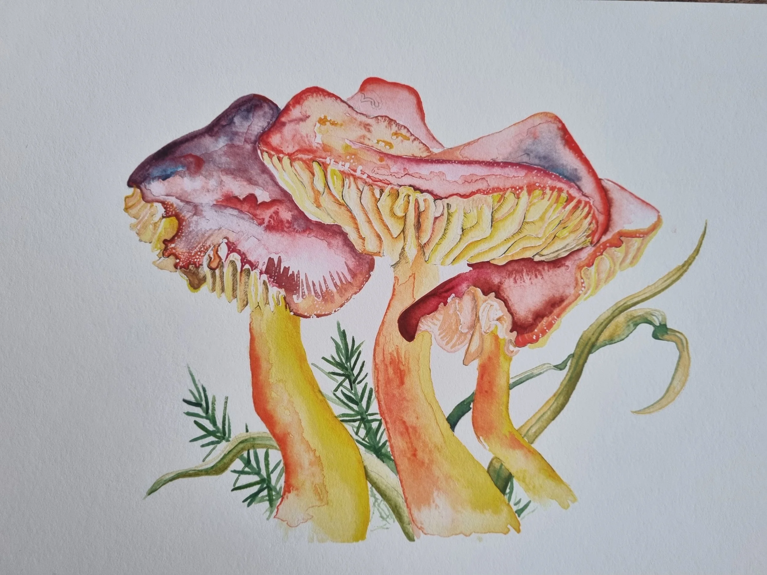 Waxcaps