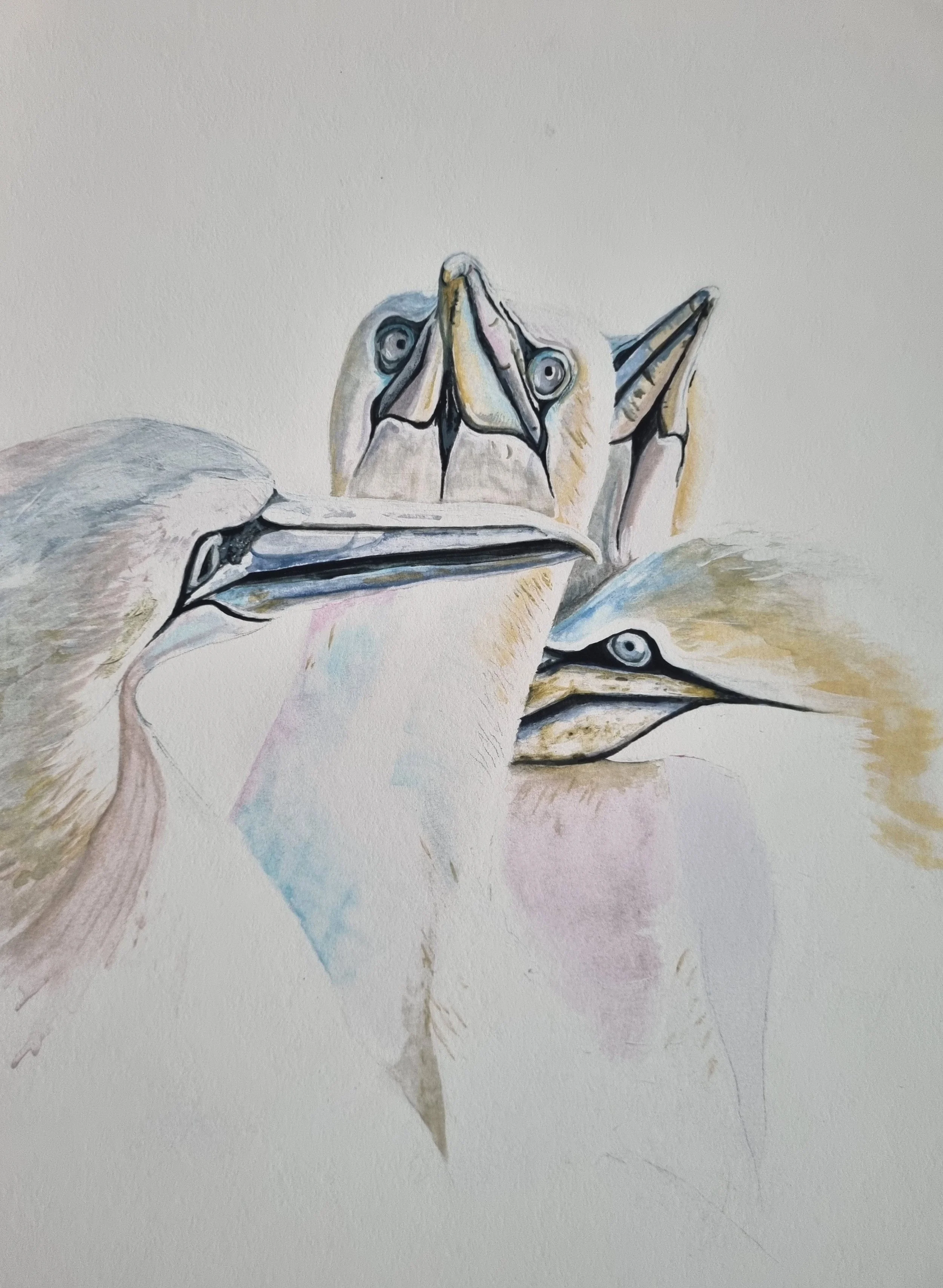 Gannets. (Limited Edition Giclee High Quality Print)