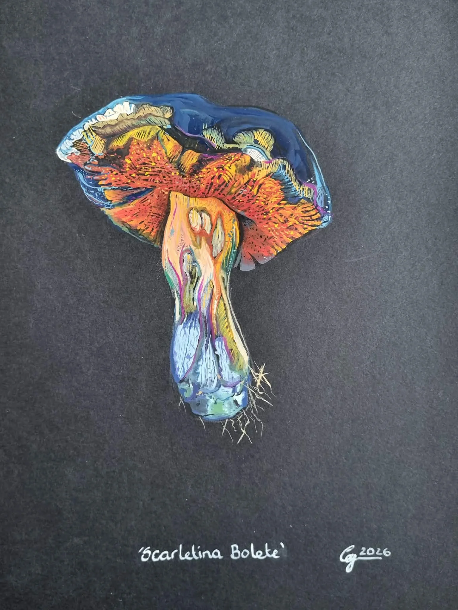 €80-SOLD

“Scarletina Bolete”

A richly coloured study of the scarletina bolete, rendered in layered gouache against a deep black ground. Saturated reds, blues, and ochre shift across the surface, giving the form an almost iridescent quality, while f