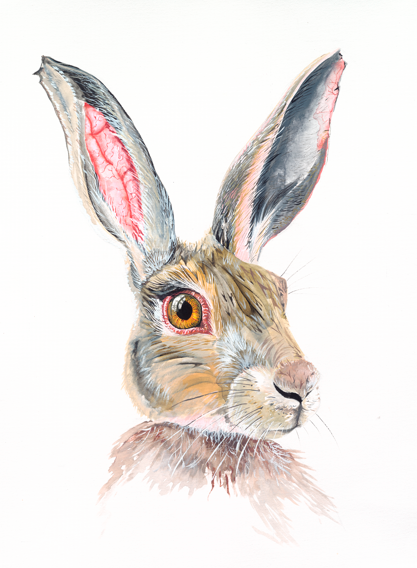 Mad as a March Hare

This original A4 gouache painting captures the alert, expressive nature of the Irish hare, watchful, quick, and full of life. The focus is drawn to the eye, holding a sense of awareness and intensity, while fine brushwork and lay