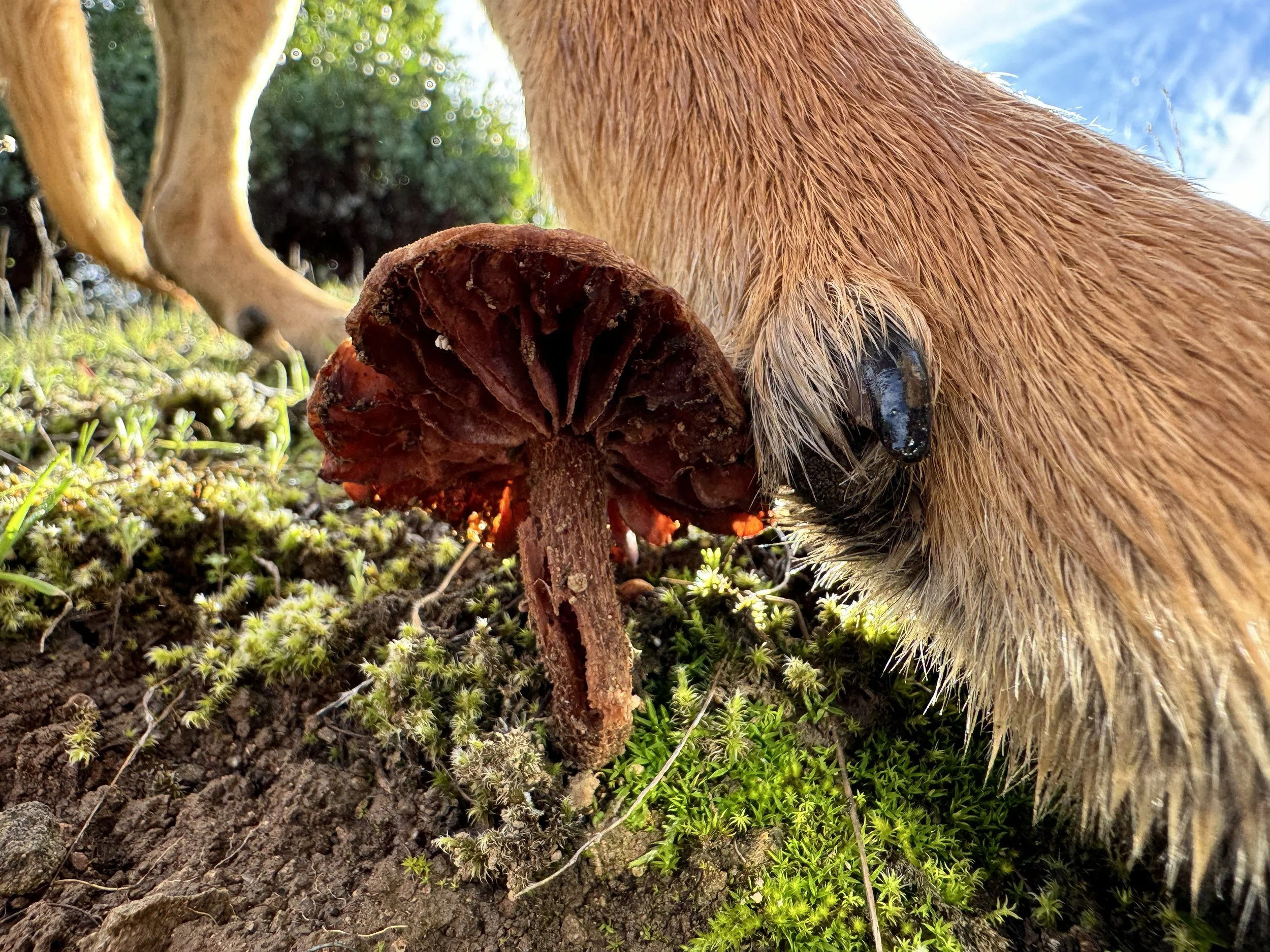 Close-up of a brown dog sniffing a large, dark brown mushroom on the ground among green moss and small plants, with blue sky and some trees in the background.