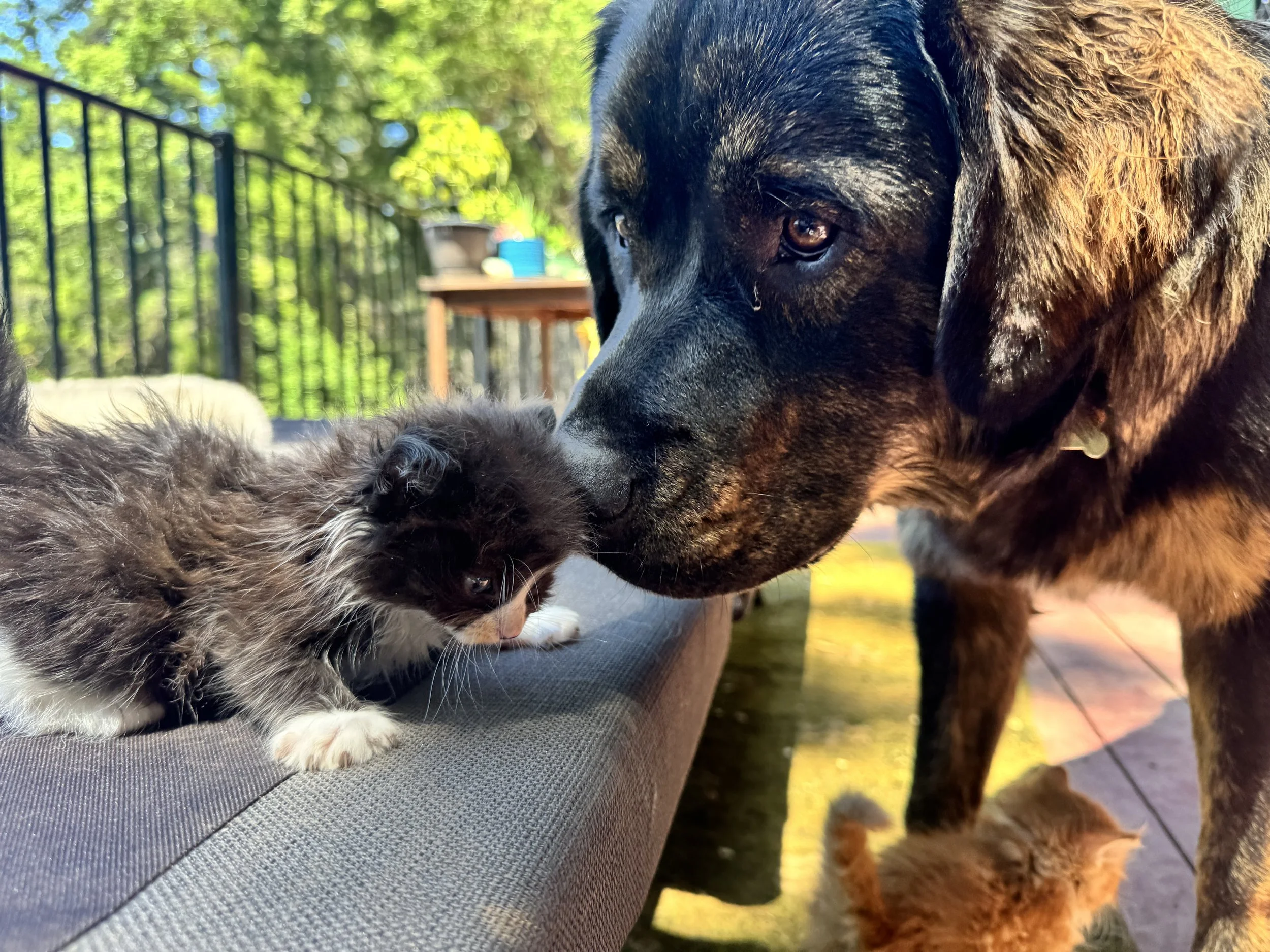 A large black and brown dog nose-to-nose with a small, fluffy kitten on a gray outdoor cushion, with a blurred background of a backyard with trees, a black metal fence, and other animals.