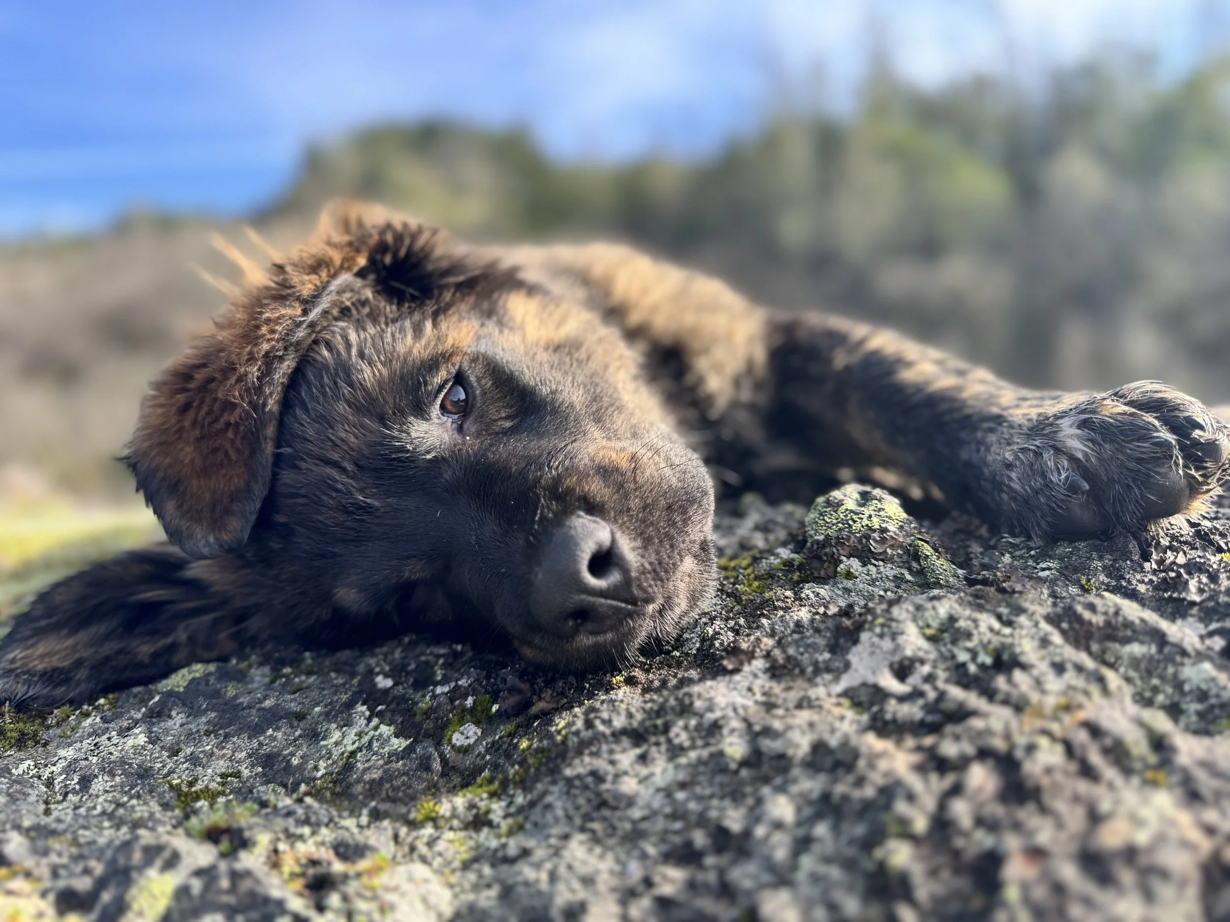 A puppy lying on a rocky surface outdoors during daytime with a blurry background of sky and trees.
