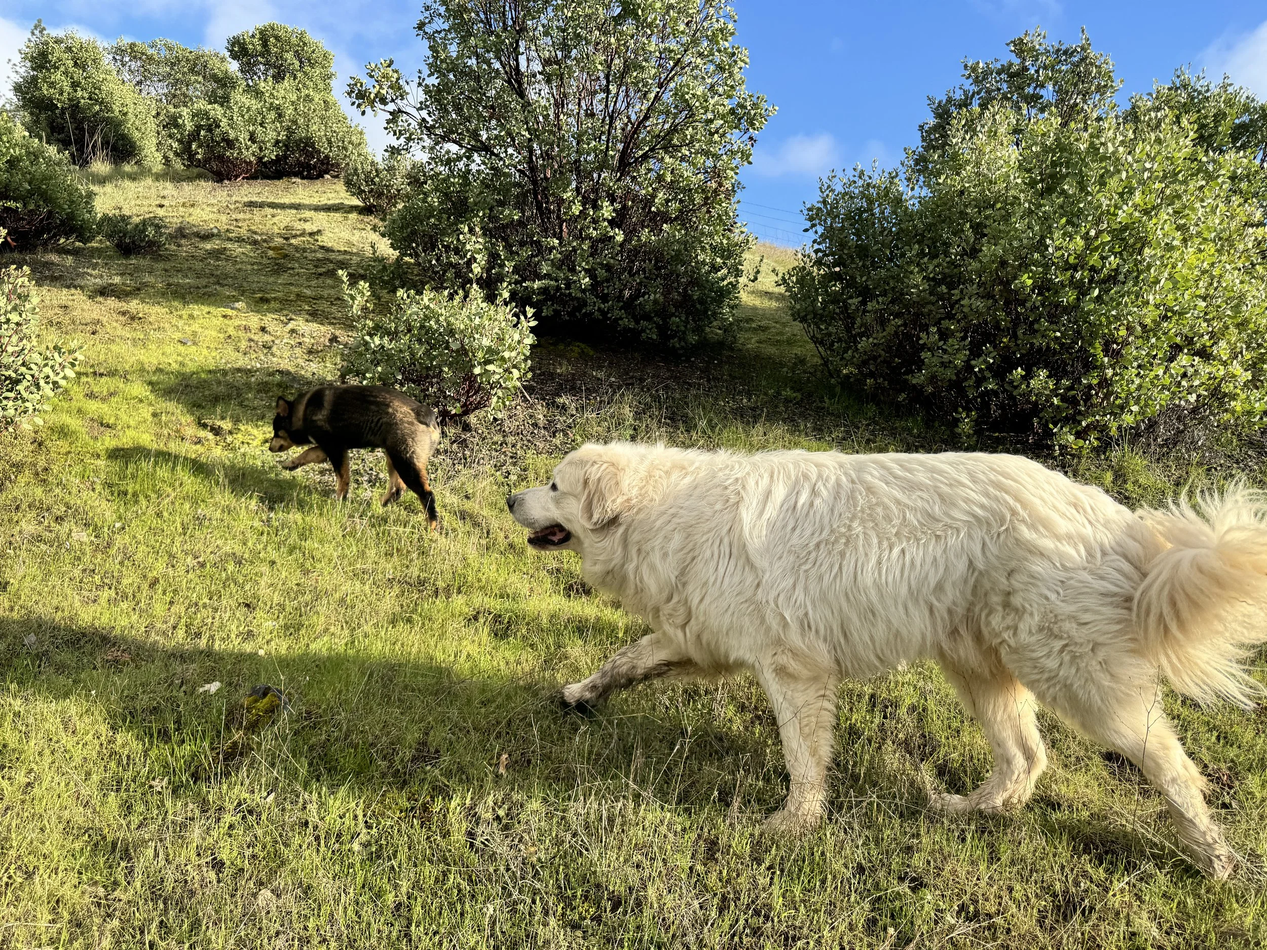 A large white dog and a small black and tan dog running on a grassy hillside with bushes and trees, under a blue sky with some clouds.