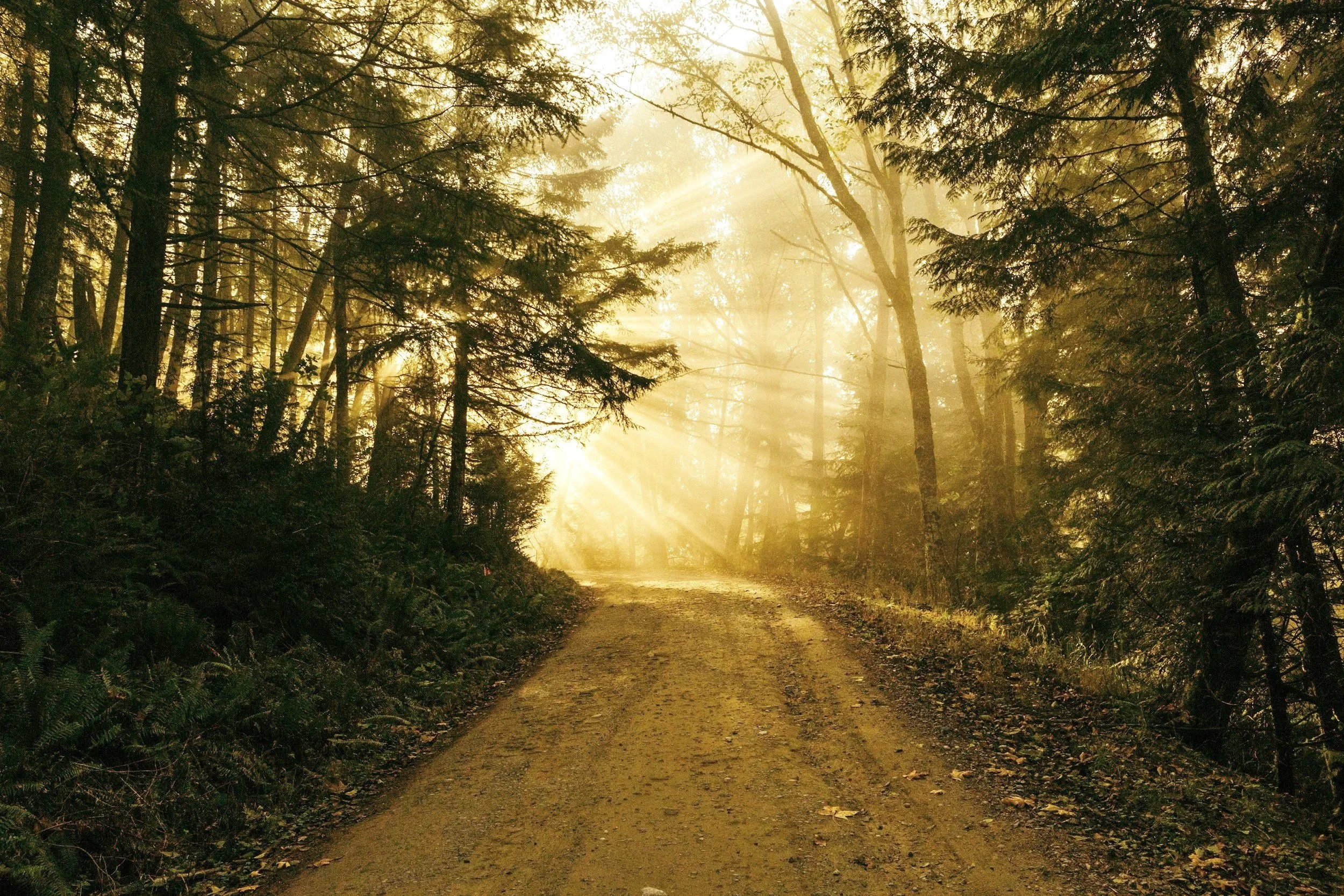 A dirt trail through a forest with tall trees and sunlight filtering through the leaves.