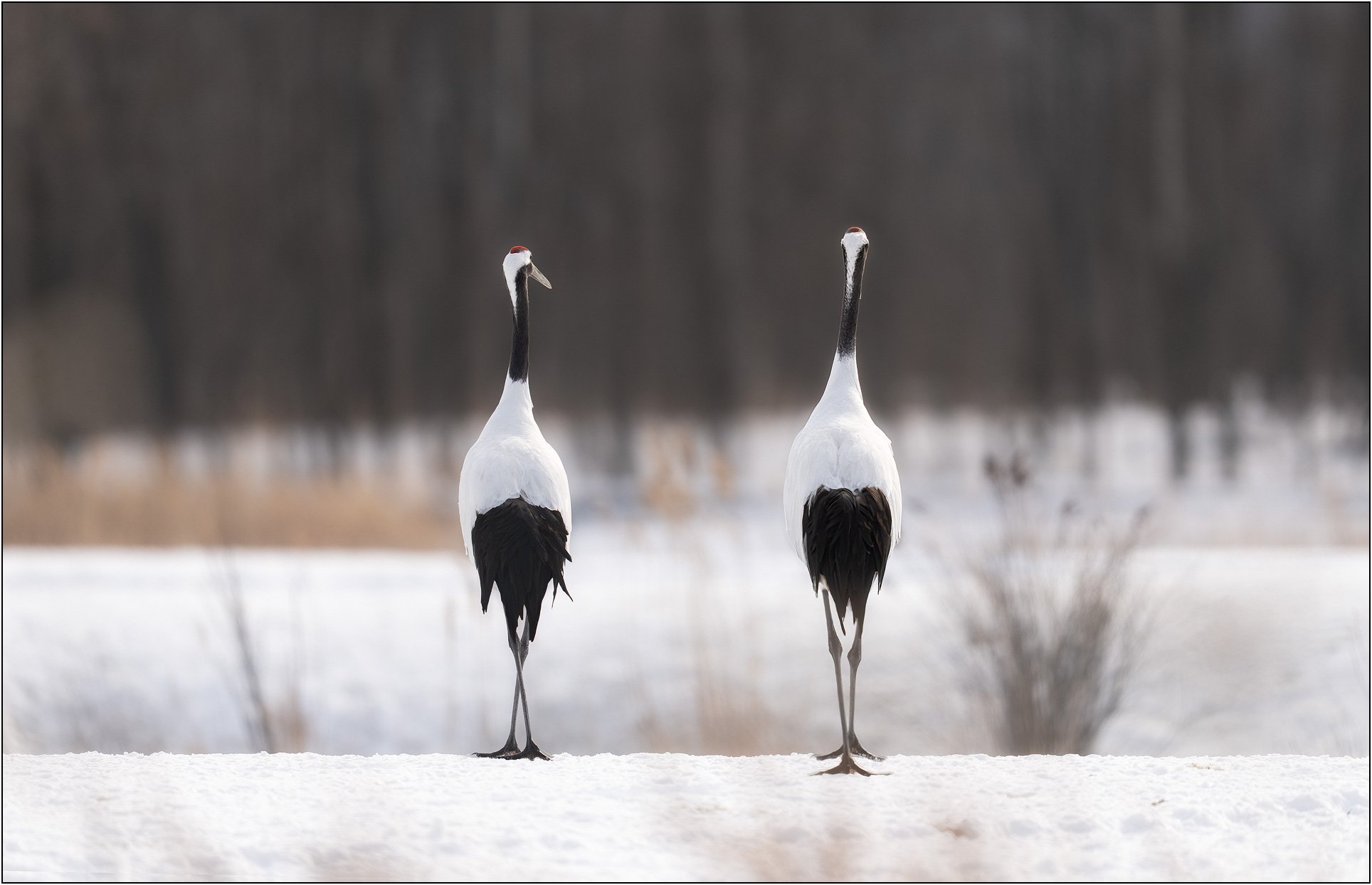 Two red-crowned cranes standing in a minimal snowy landscape in Hokkaido, Japan.
