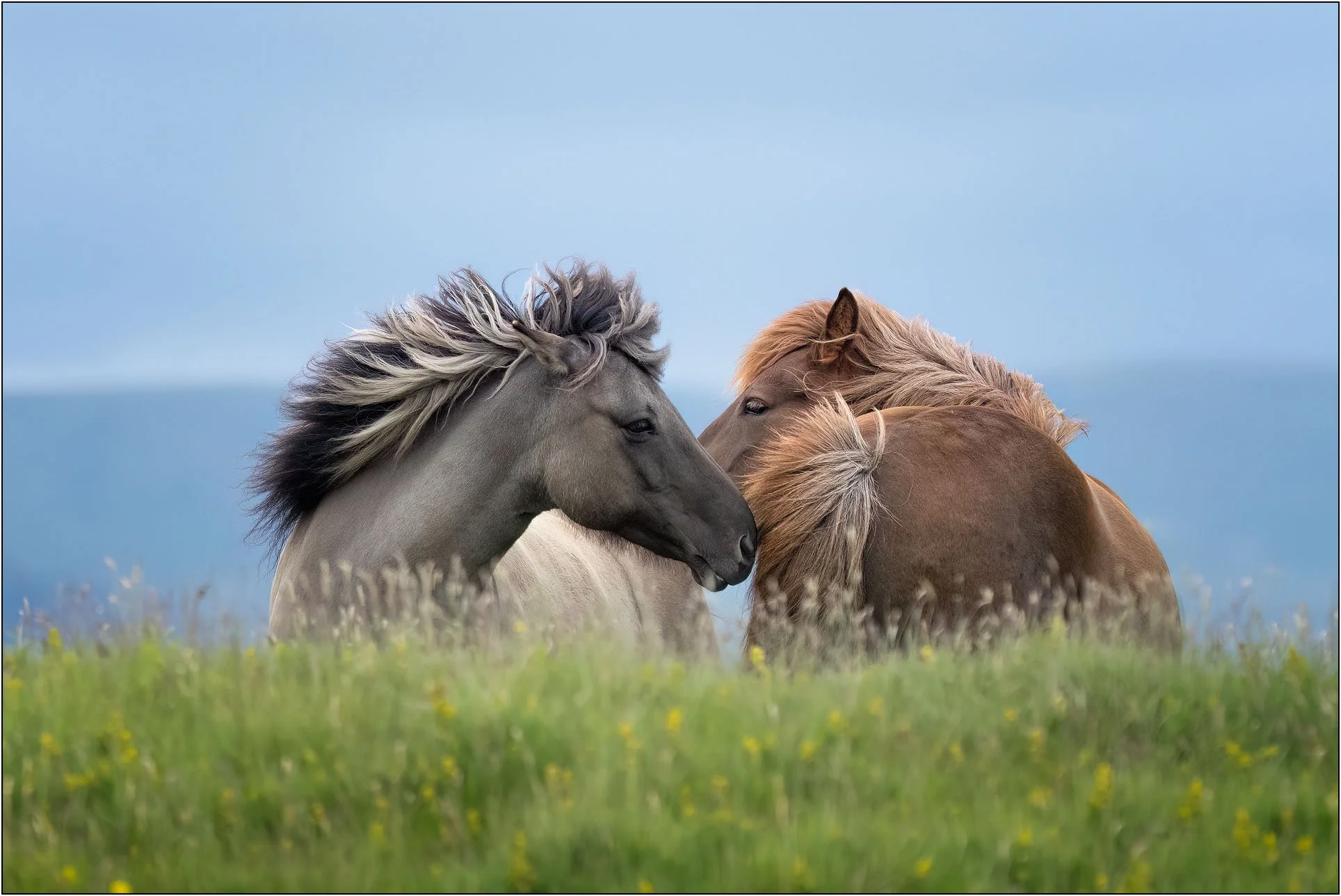 Two Icelandic horses standing close together in a grassy field, their manes blowing in the wind against a soft blue background.