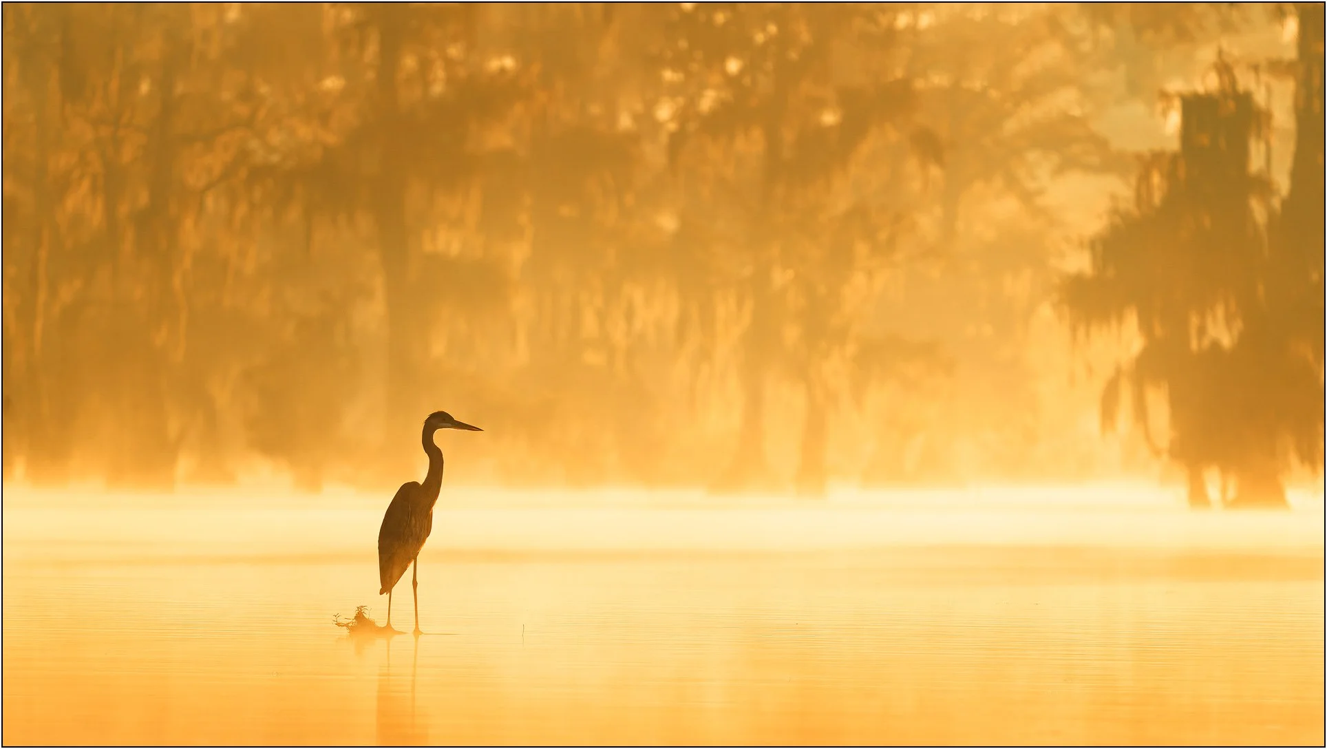 Blue heron in golden light of misty southern wetland at sunrise.