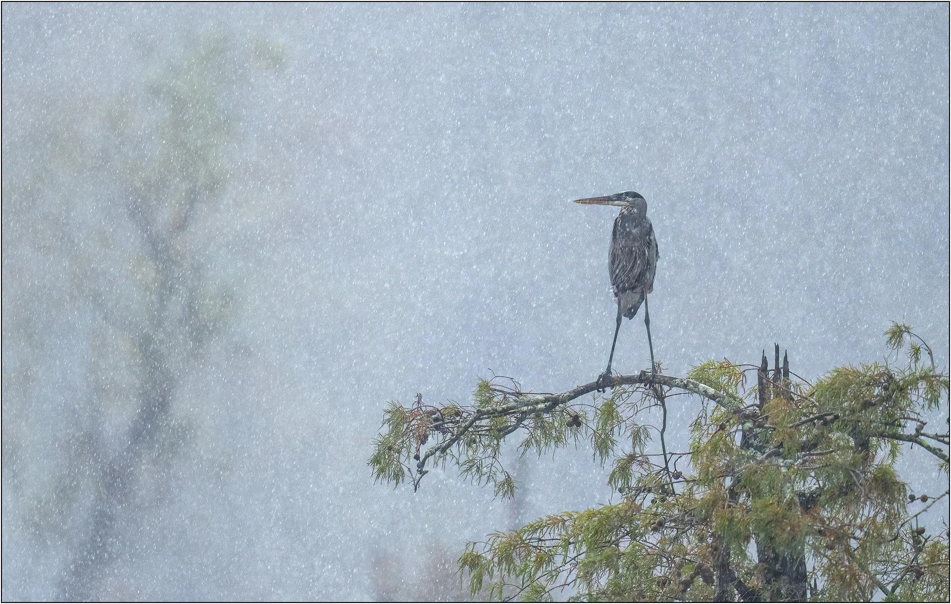 Blue heron on cypress tree in a rainy day in southern wetlands.