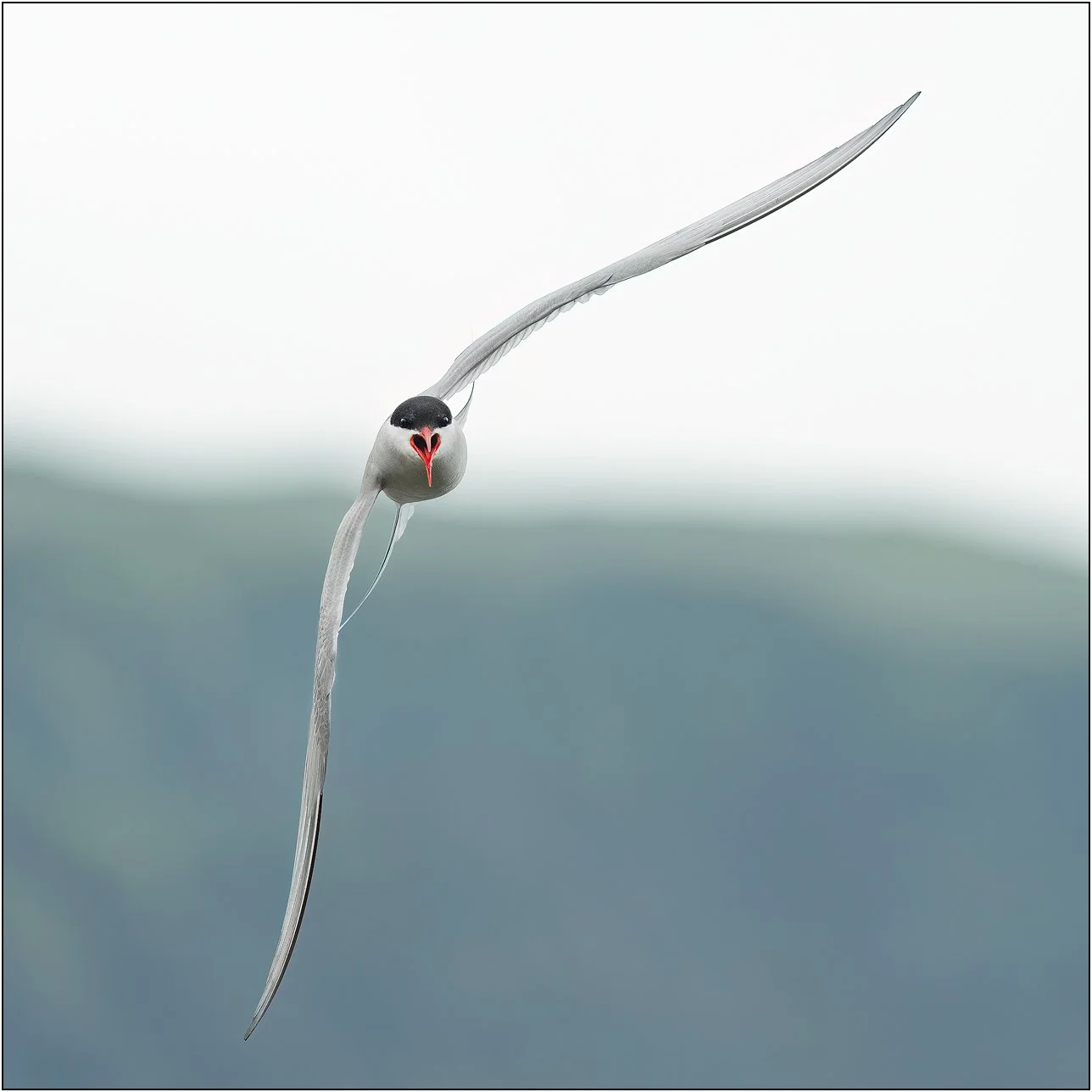 Arctic tern flying toward the camera with wings fully extended, set against a soft, minimalist blue-gray background.