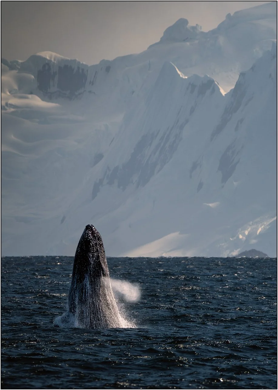 A humpback whale jumps out of the ocean with mountains as background in Antarctica.