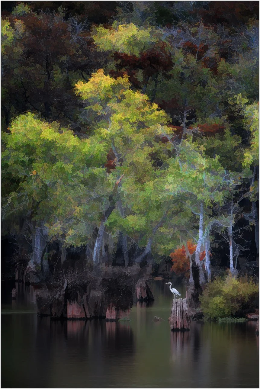 Painterly effect photograph of great egret and tupelo trees in southern wetlands.