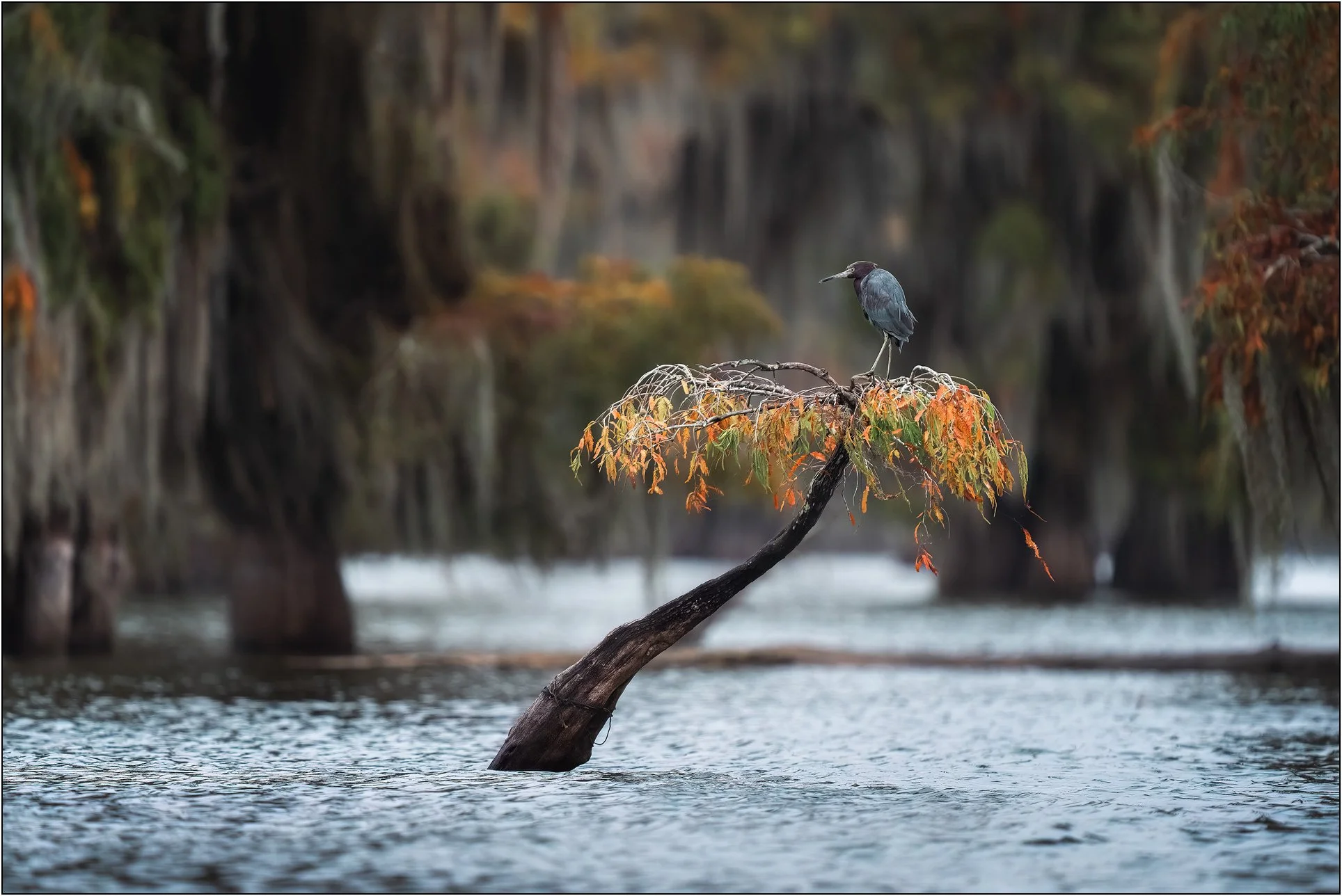 Tricolored heron on bald cypress tree in southern wetlands.