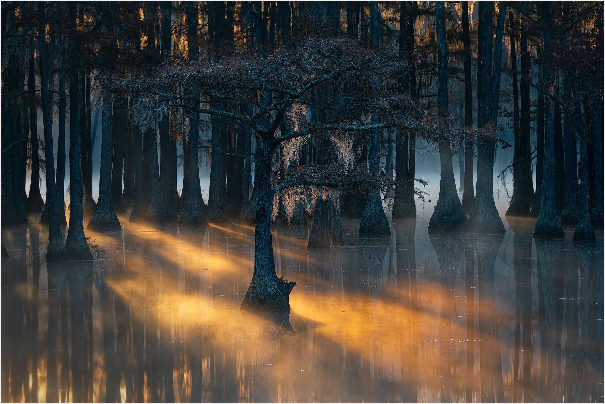 Cypress forest in golden morning light in misty southern wetlands.