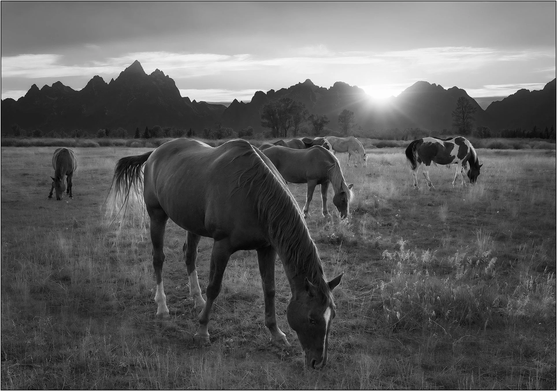 Horses grazing in an open field at sunrise with Grand Teton mountain range silhouettes in the background