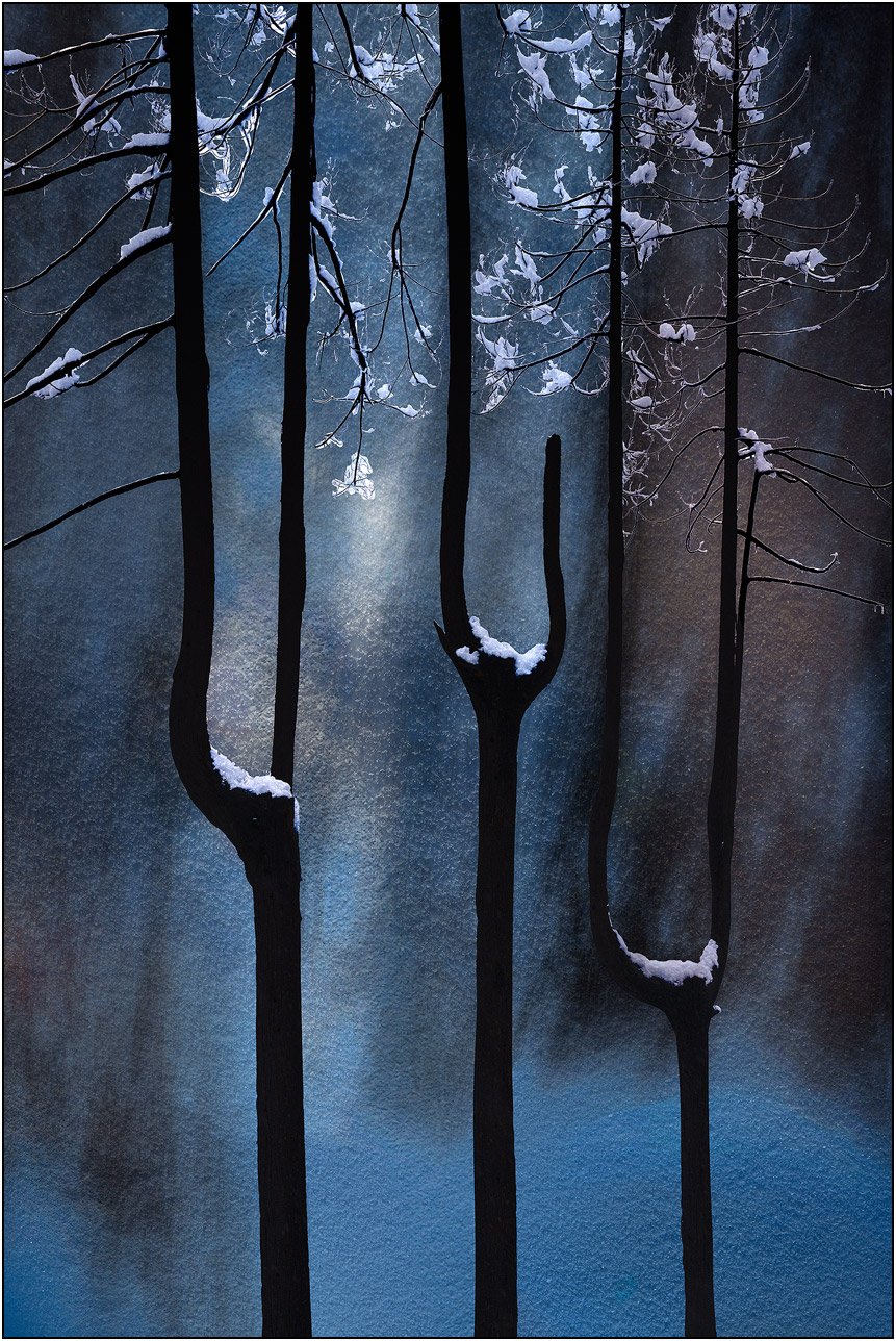 Silhouette branching trees with snow on the branches and soft blurred background.