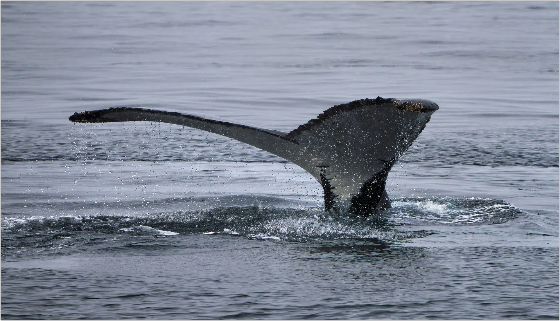 Whale tail with dripping water in Antarctica.