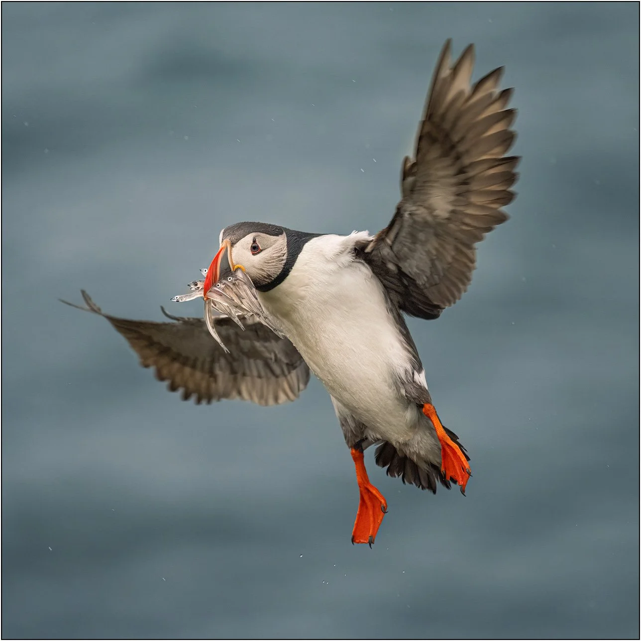 Puffin flying home with mouthful of fish, wing wide open.