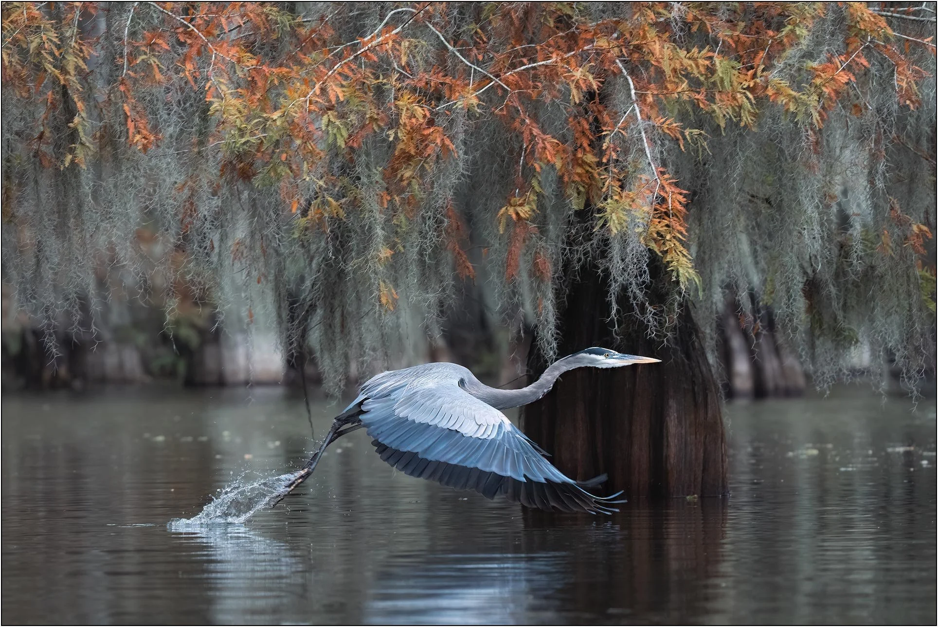 Blue heron takes off from water under cypress tree in southern wetlands.