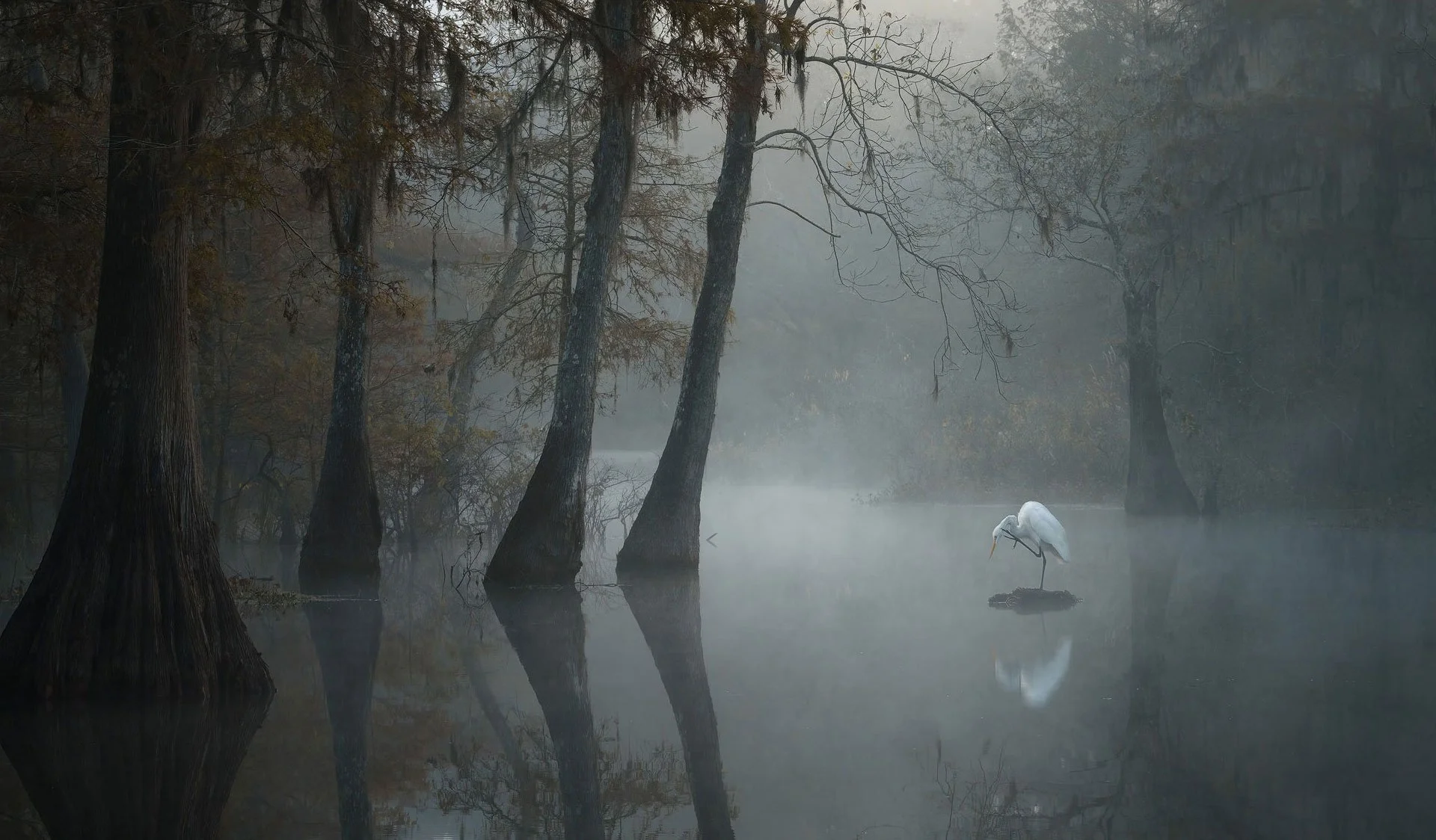 The Story Behind My Southern Wetland Photography