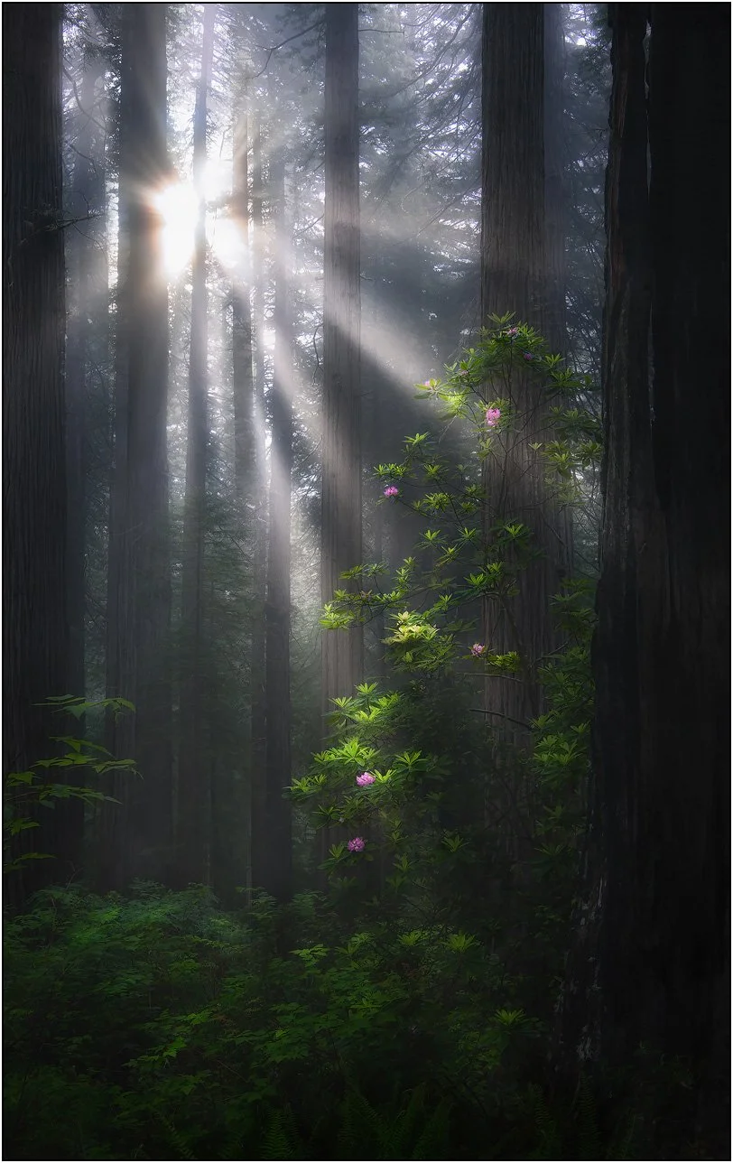 Sun rays filtering through tall redwoods with a single blooming branch in the forest