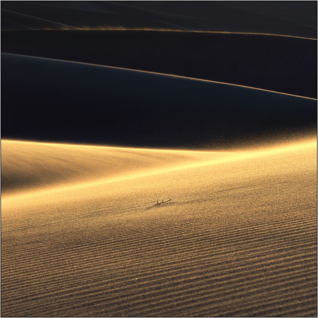 Golden light sweeping across layered sand dunes with fine ripples and soft shadows
