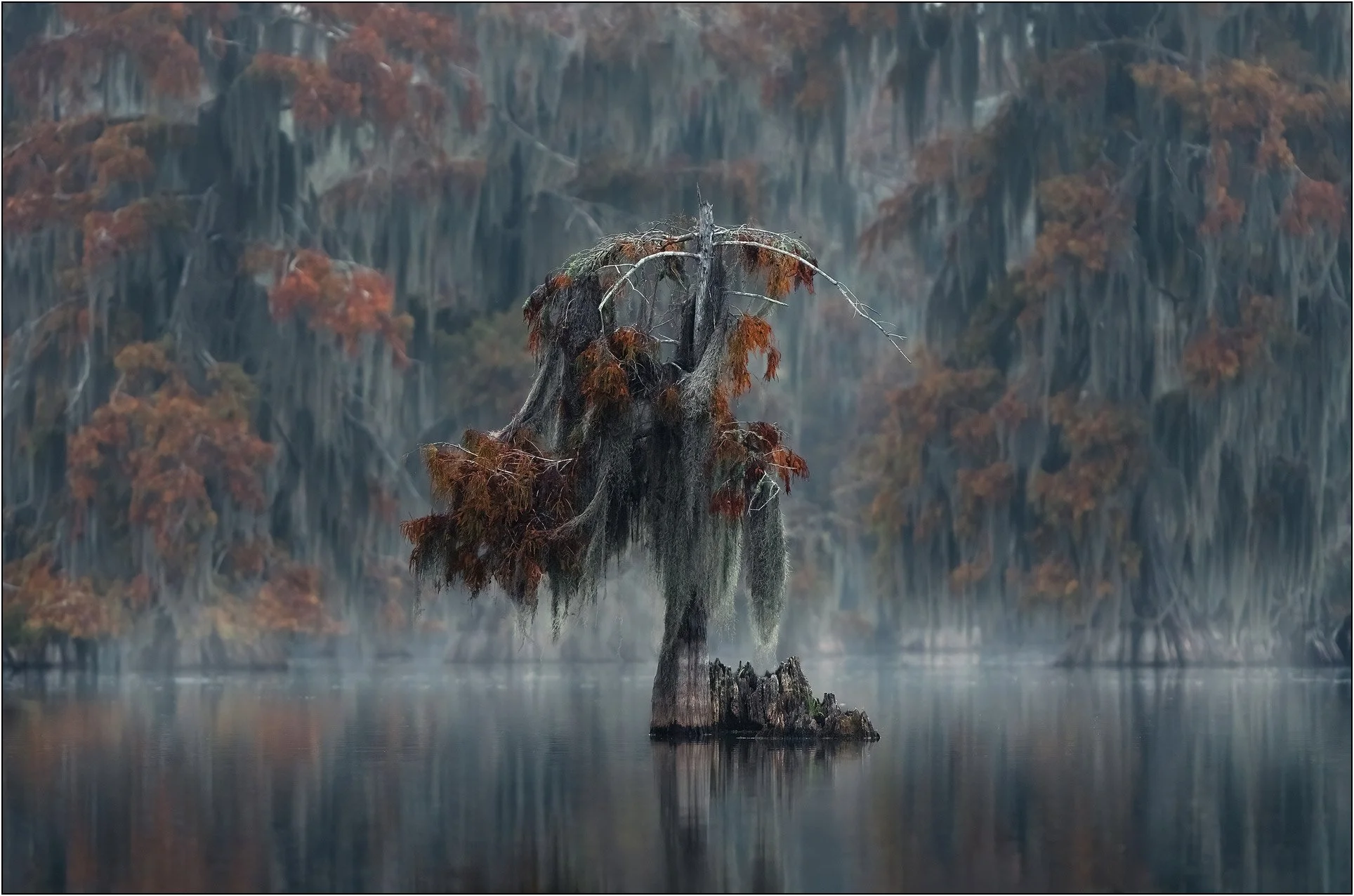 Isolated cypress tree with cypress forest as background in southern wetlands.
