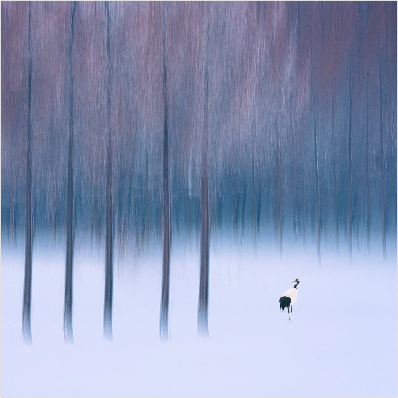 A solitary crane standing in snow with blurred vertical trees in the background in Hokkaido, Japan.