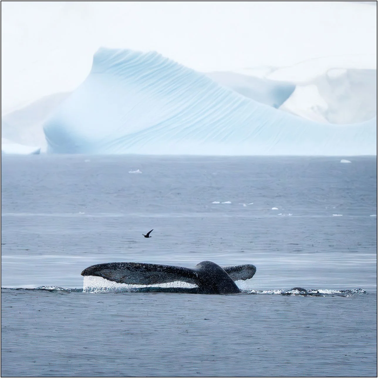 Whale tail and a bird with icebergs as background in Antarctica.