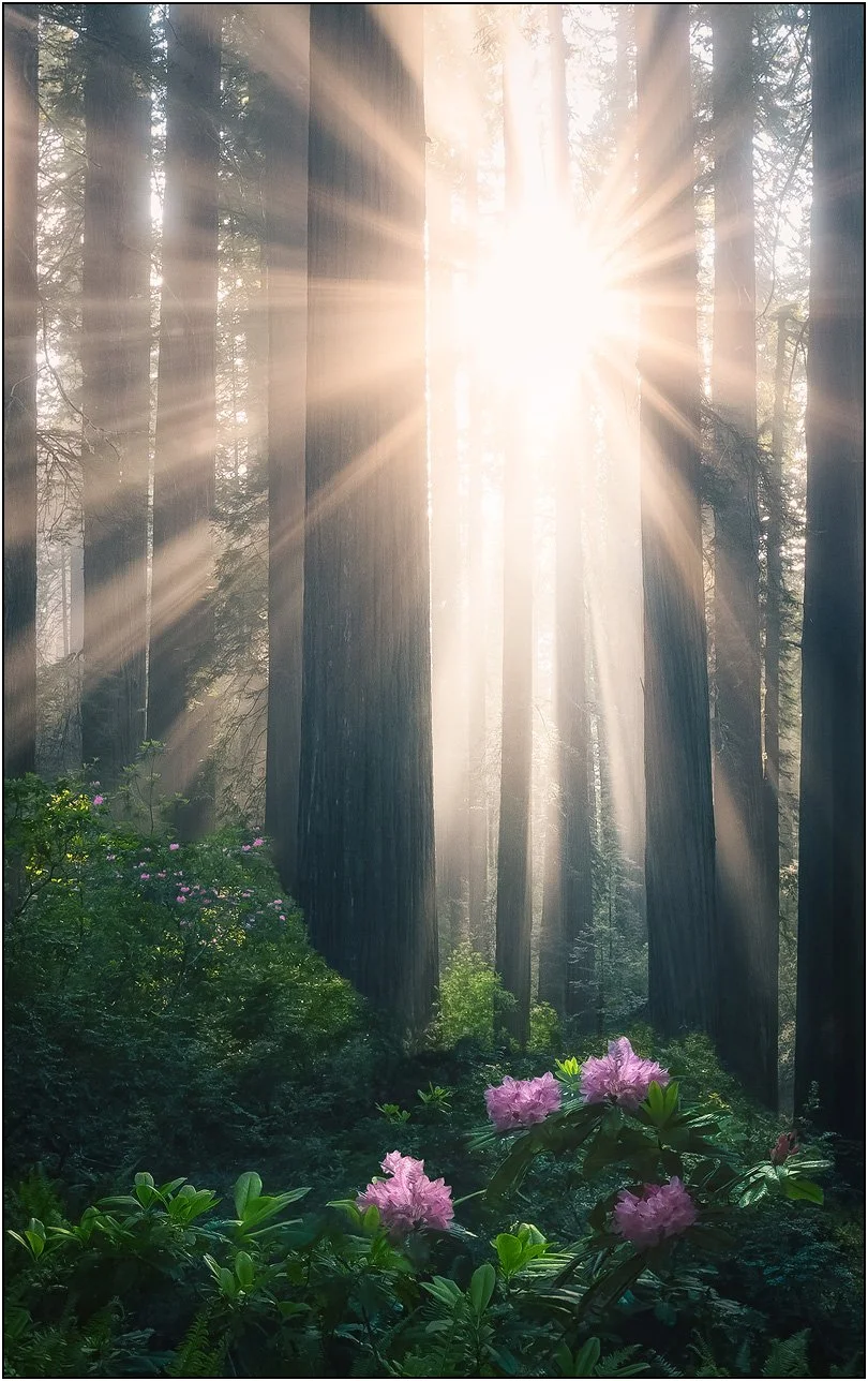 Warm sunlight streaming through dense redwoods illuminating blooming flowers