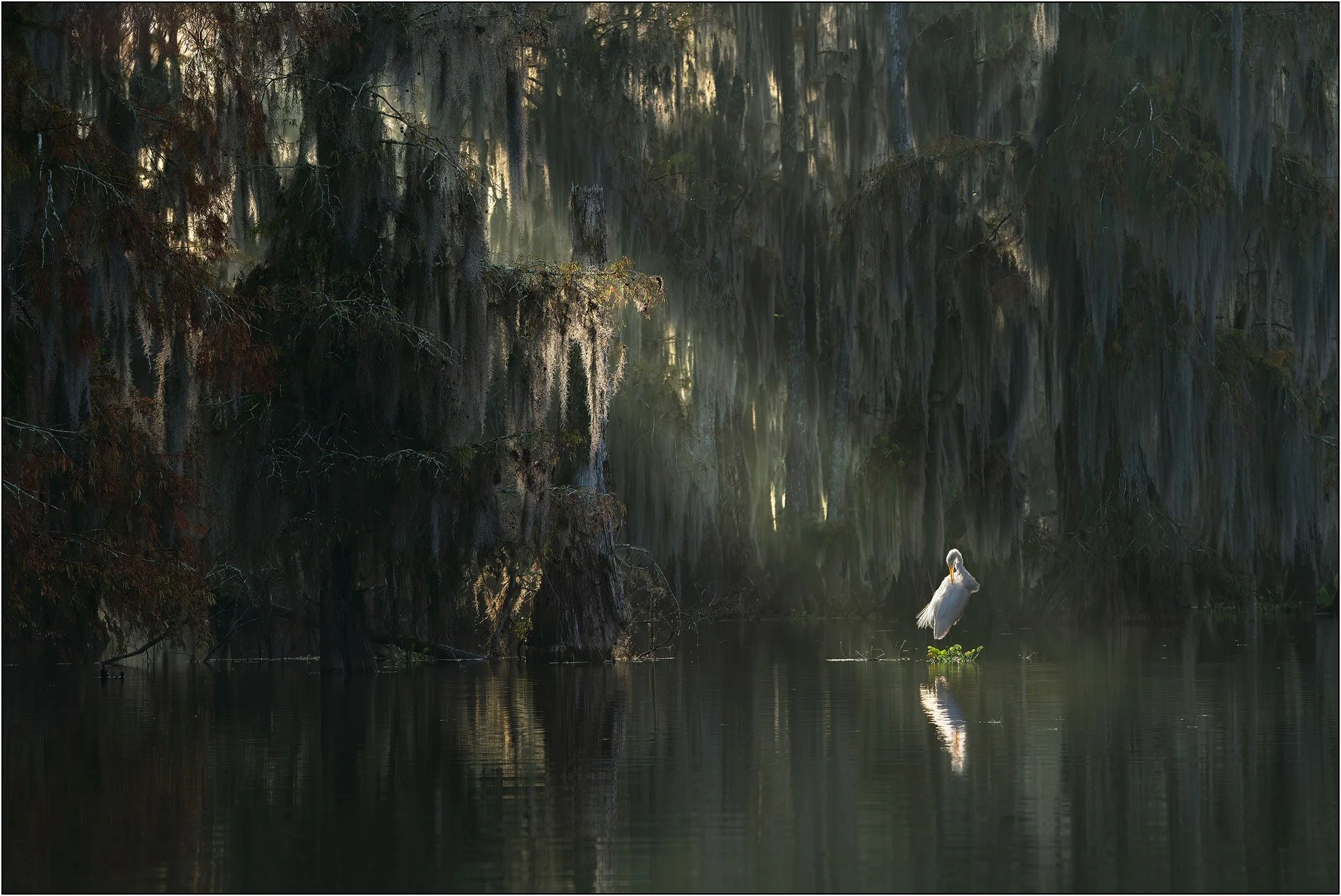 Great egret and bald cypress trees in southern wetlands.