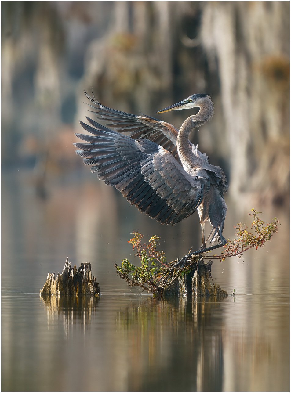Blue heron landing on bald cypress tree stump in southern wetlands.