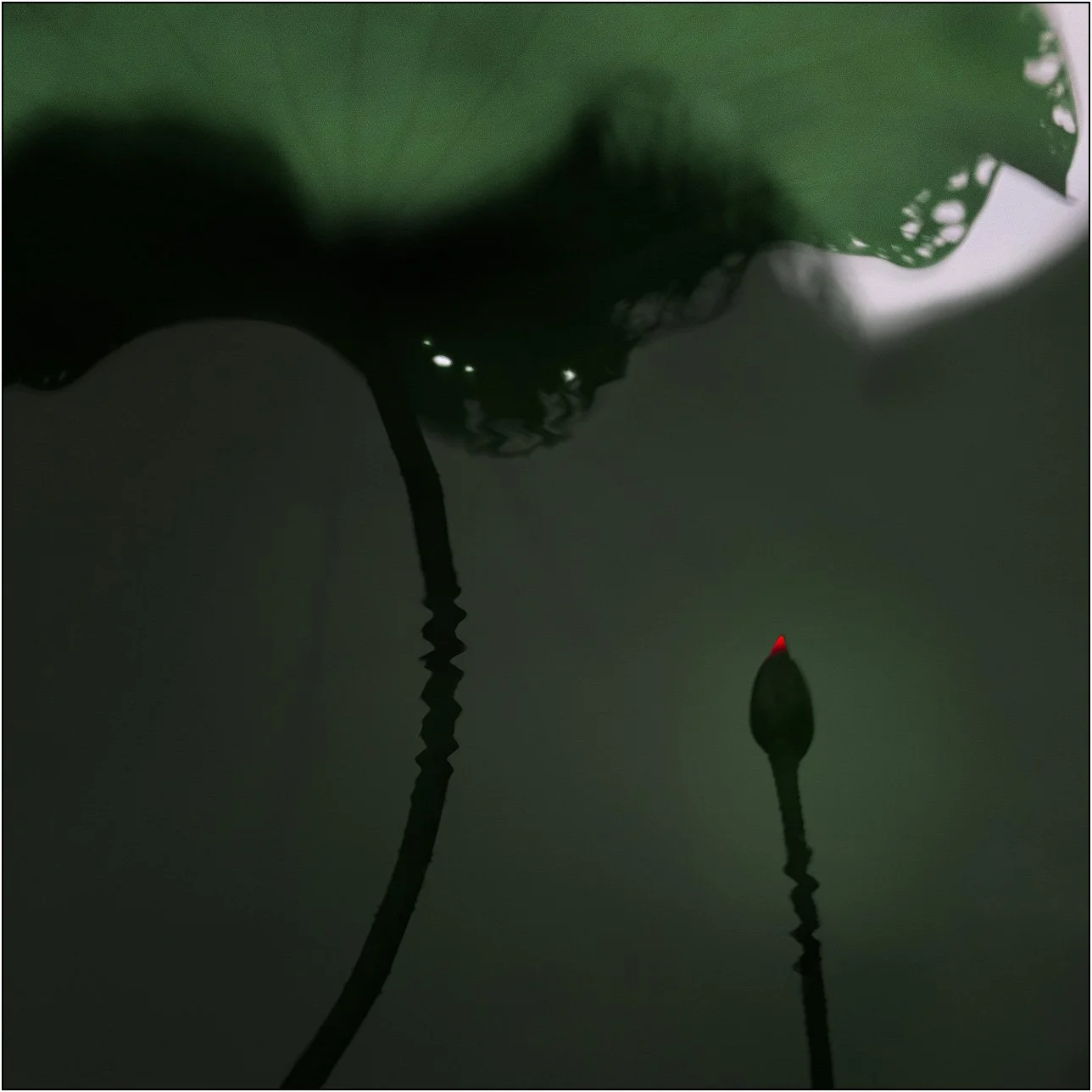 Minimalist composition of a lotus leaf and a single bud with a subtle red highlight in soft light