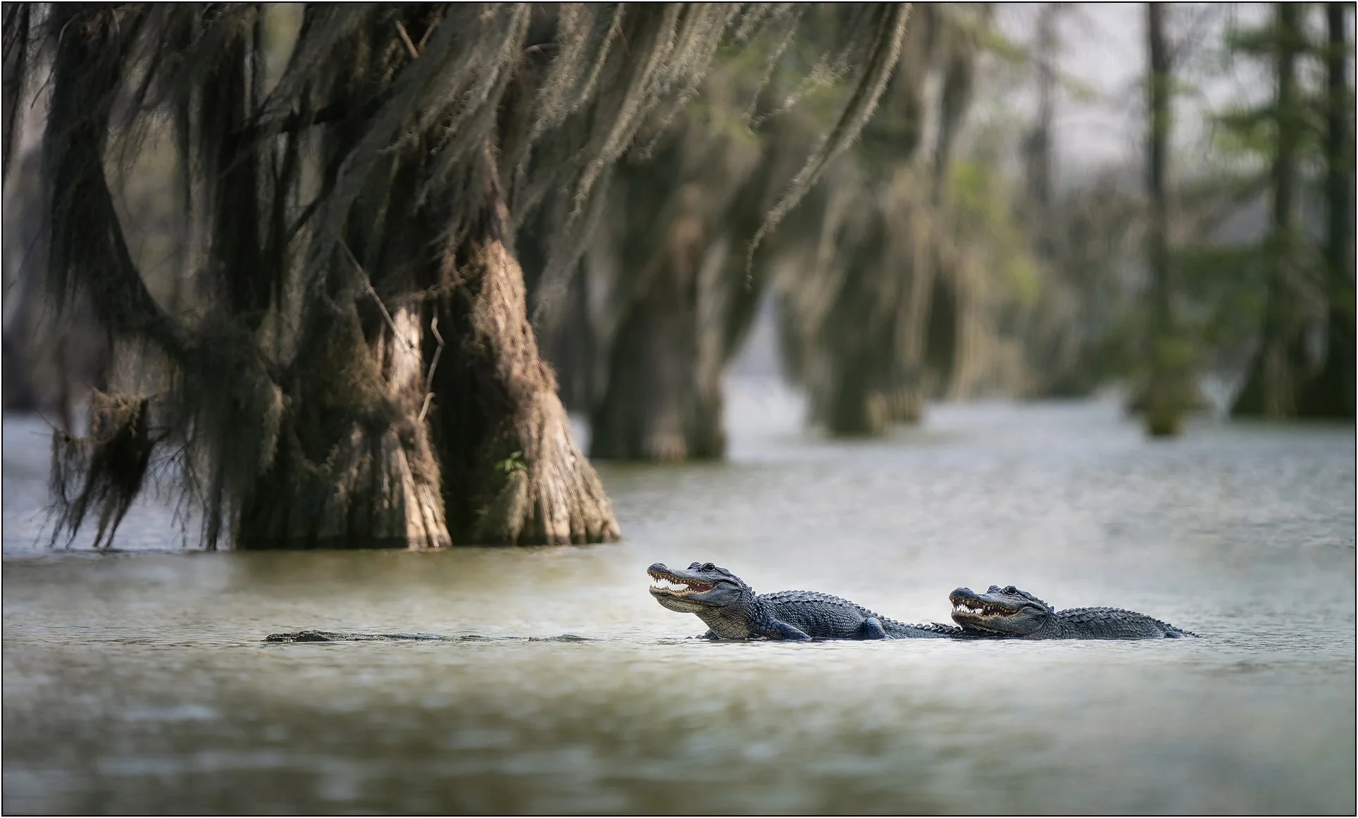 Two alligators on tree log in southern cypress swamps.