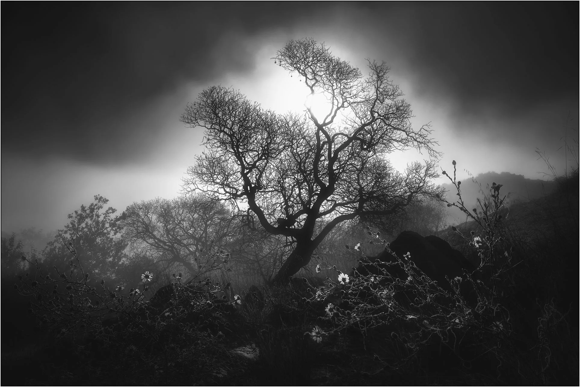Backlit tree and wild flowers in fog with soft halo light