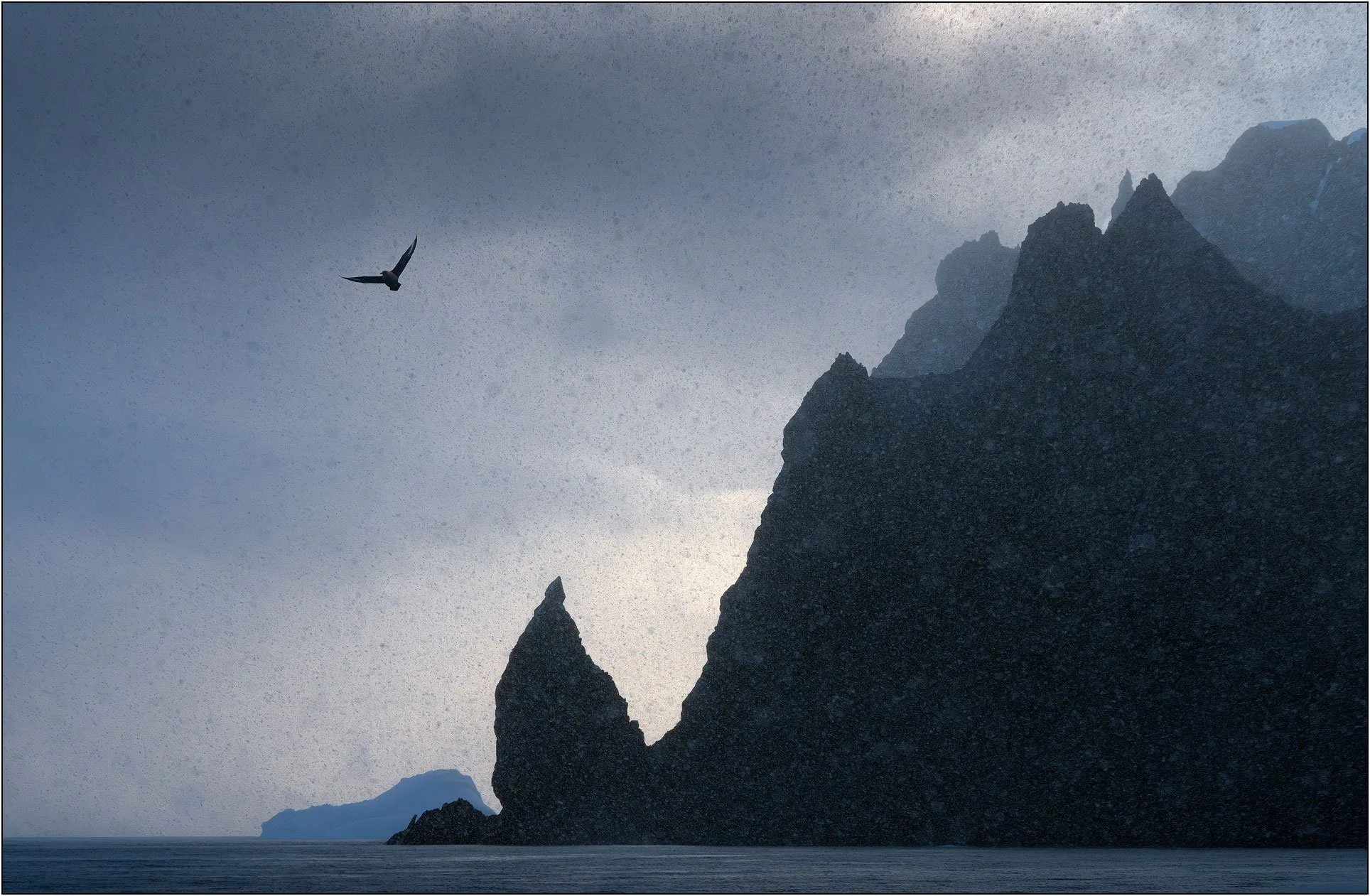 A Chilean skua flying in a snow storm with mountains as background in Antarctica.