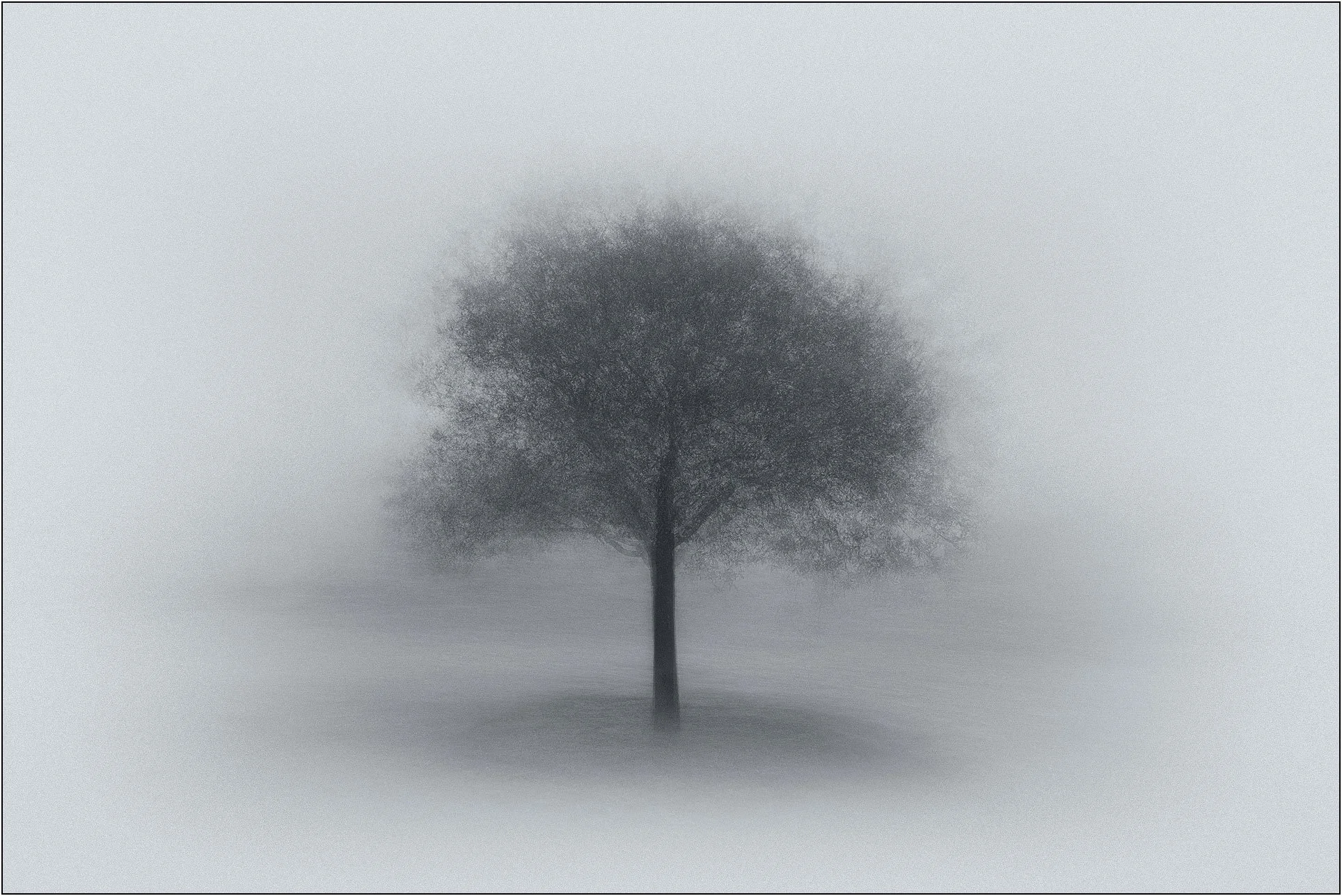 A single tree standing alone in a misty, minimalist landscape with soft tones