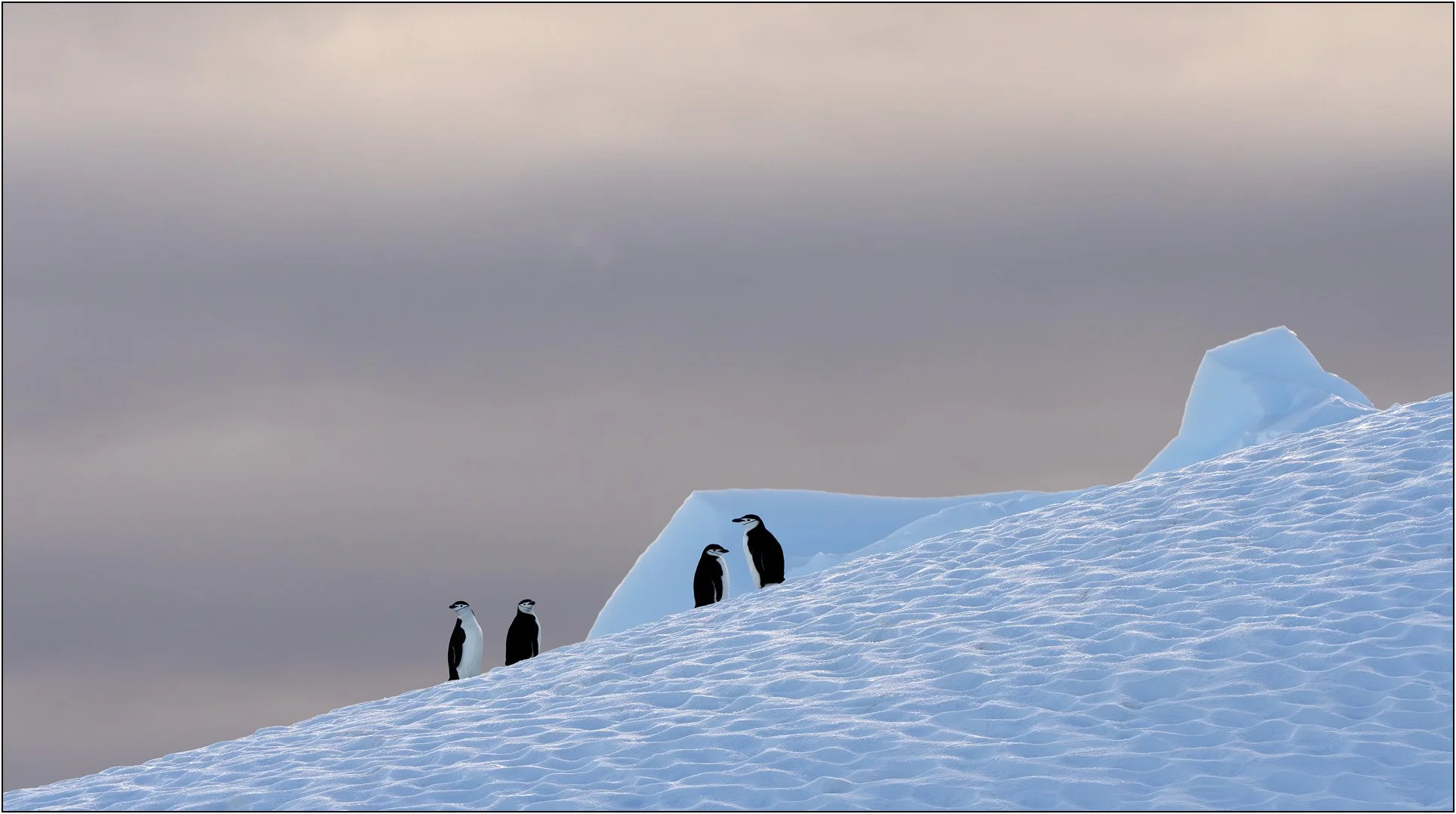 Four chinstrap penguins on an iceberg in Antarctica.