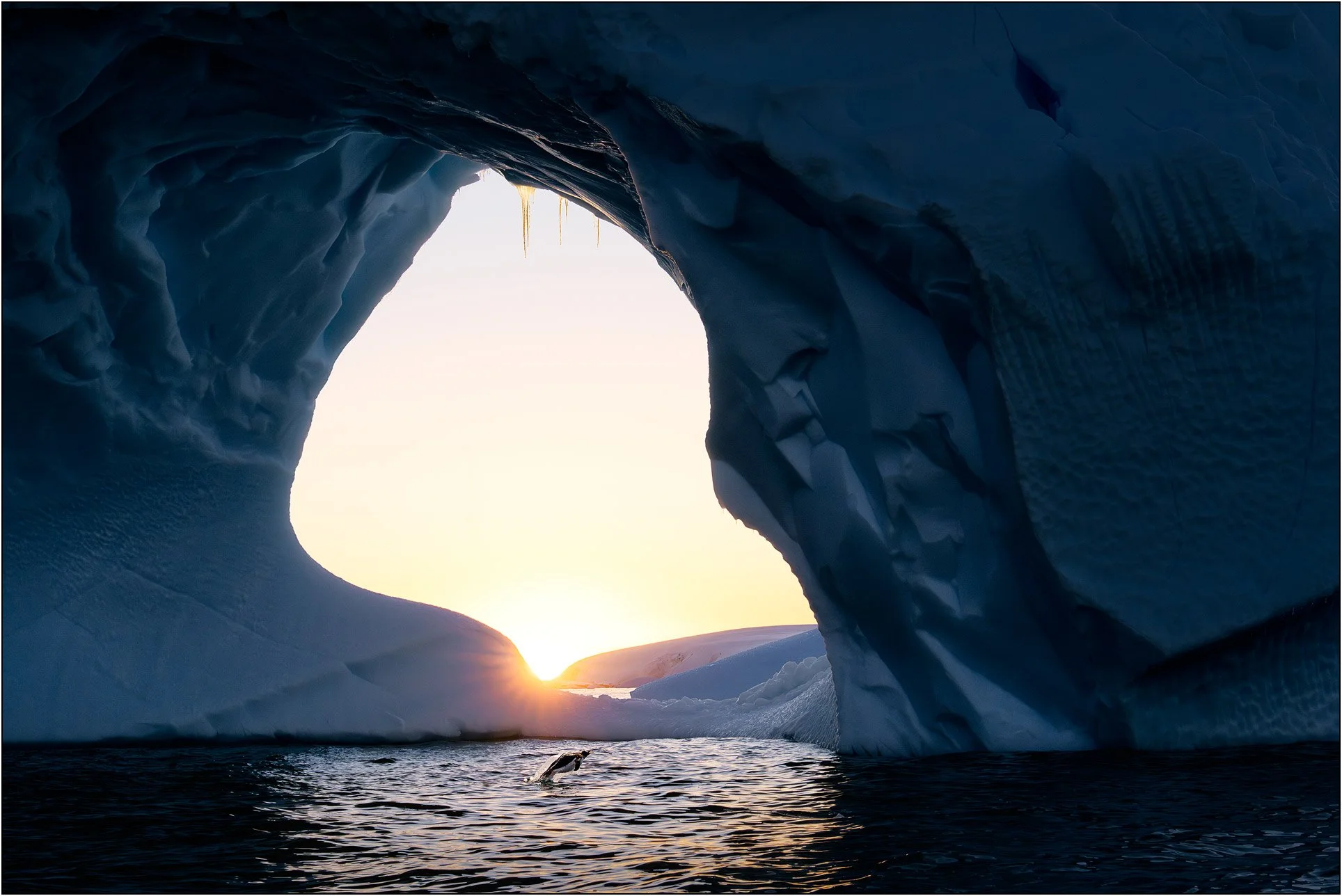 A penguin jumps out of water under an iceberg arch during sunset in Antarctica.