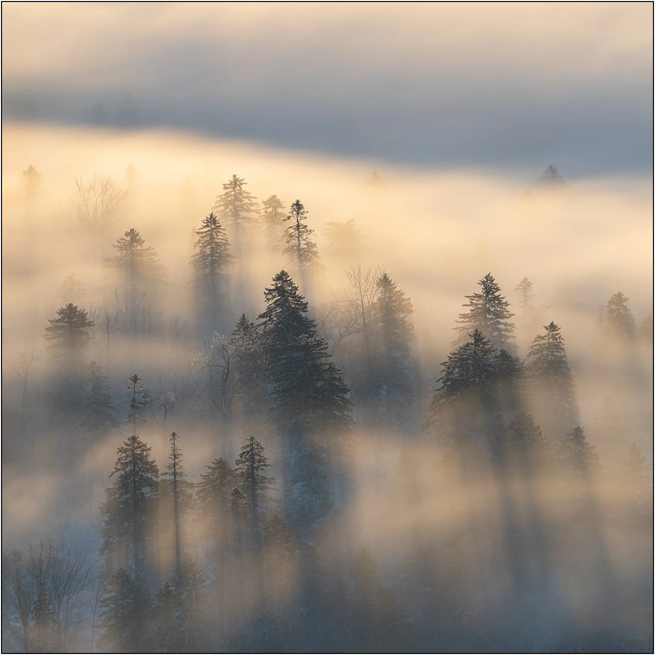 Trees emerging through layers of mist with warm light filtering across a snowy forest in Hokkaido, Japan.
