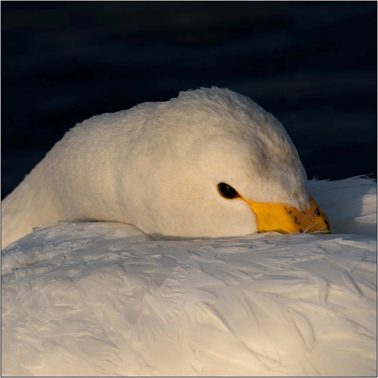 A close-up of a resting whooper swan illuminated by warm light.