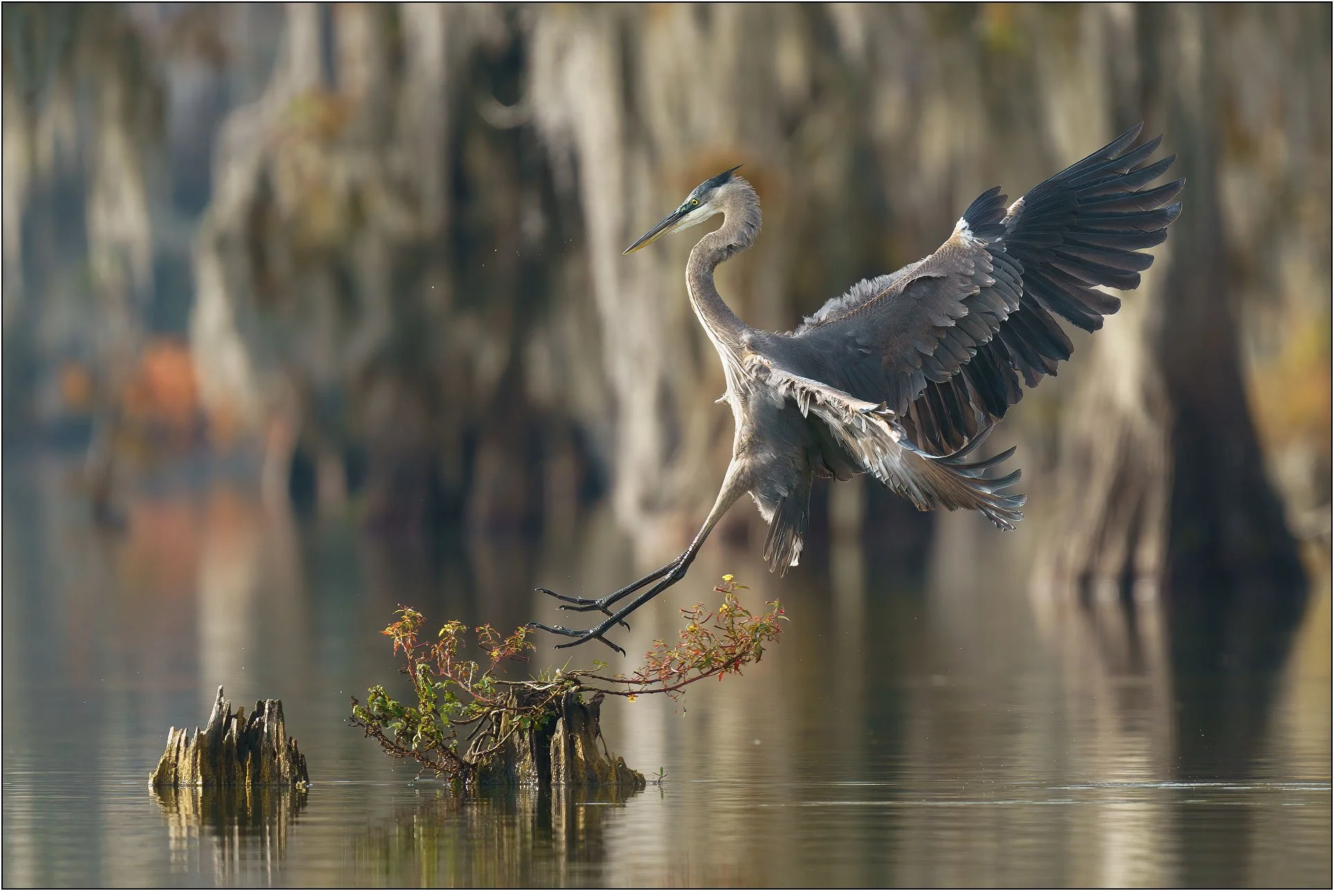 Blue heron landing on bald cypress tree stump in southern wetlands.