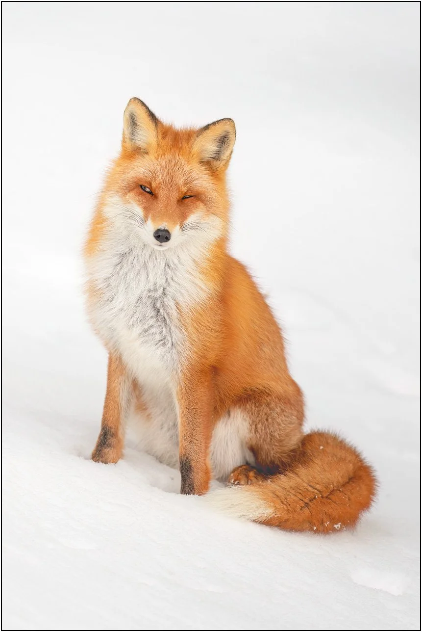 A red fox sitting calmly in the snow with eyes gently closed in Hokkaido, Japan.