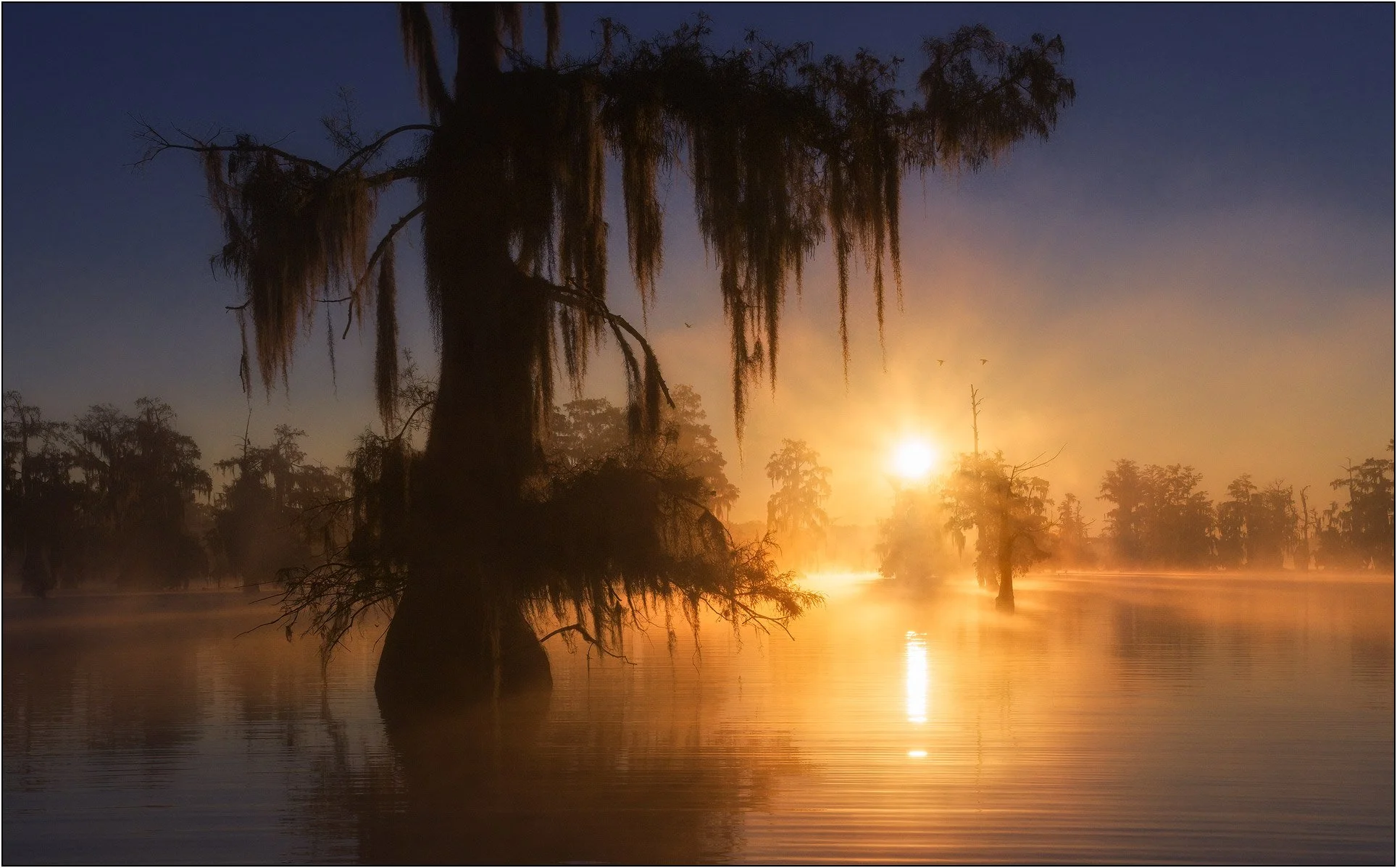 Bald cypress tree silhouette at sunrise in misty southern wetlands with soft reflections on calm water.