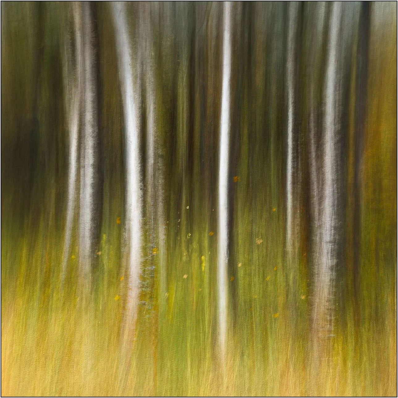 Golden autumn leaves in a blurred forest, creating a soft, painterly impression.