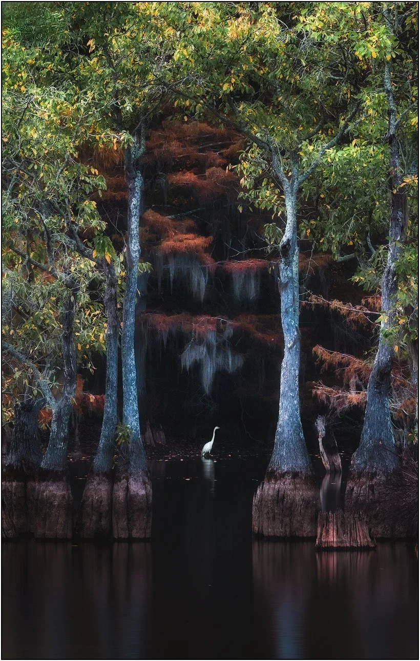 Great egret surrounded by tupelo and cypress trees in southern wetlands.