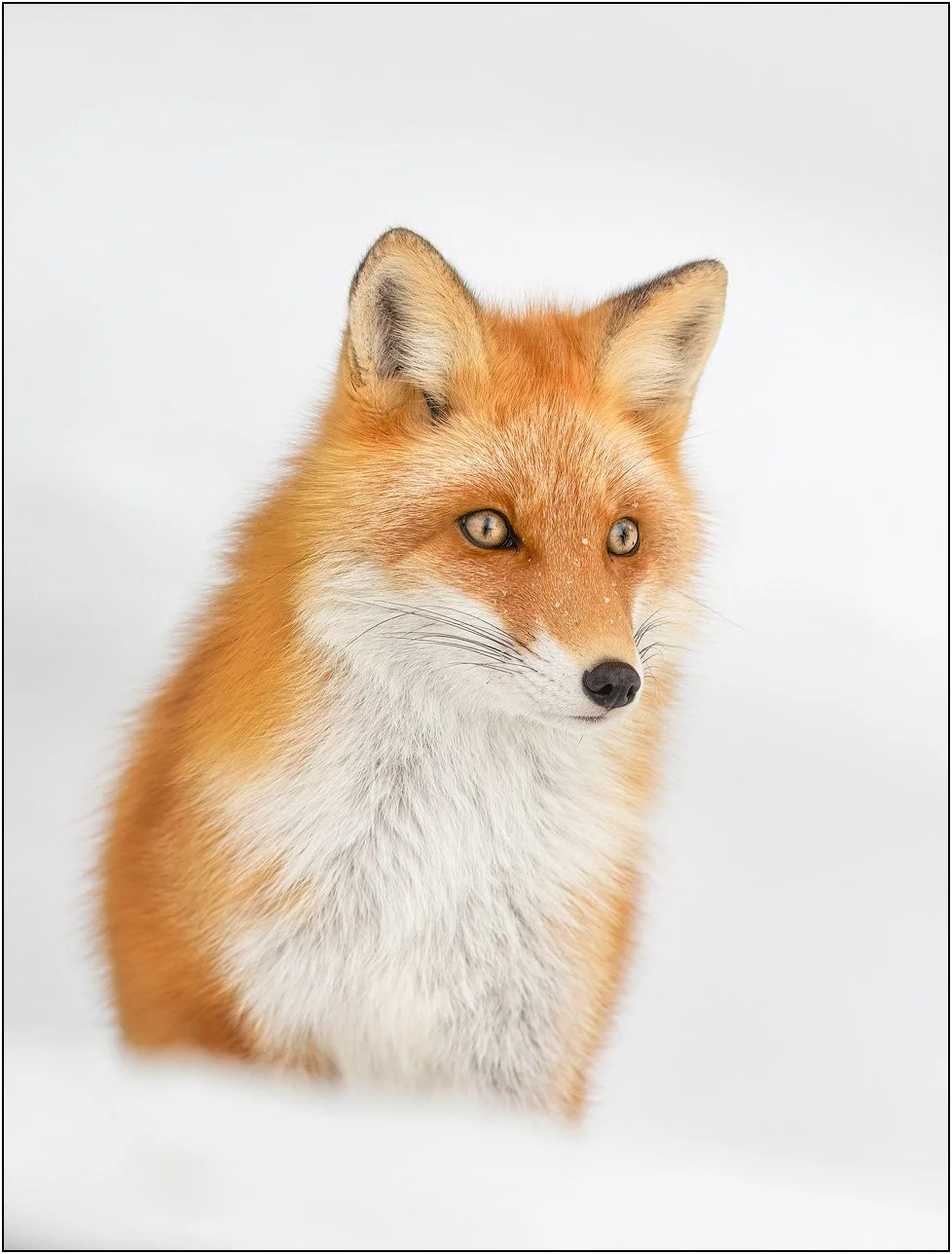 A close portrait of a red fox looking attentively in a snowy environment in Hokkaido, Japan.