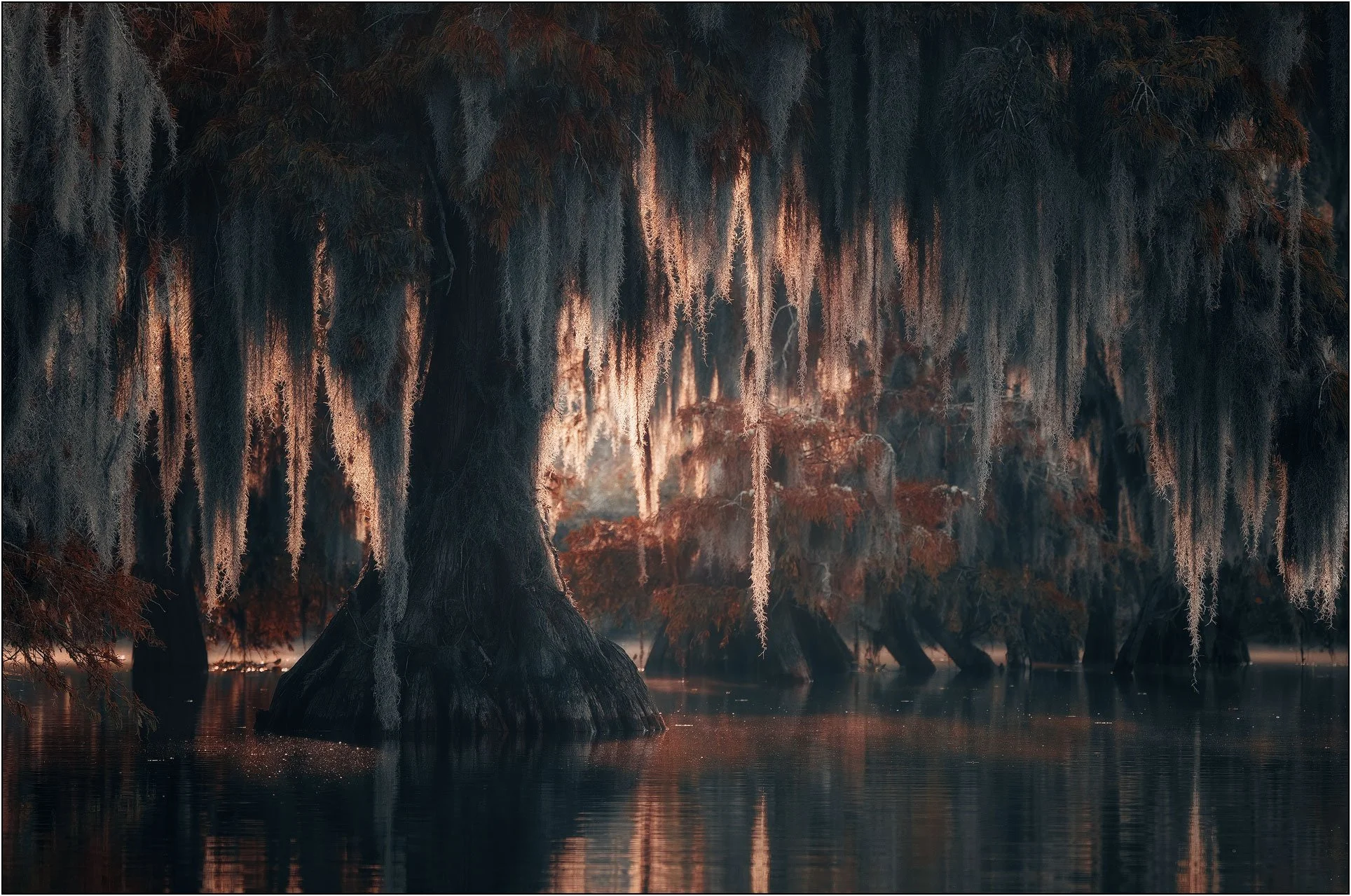 Cypress trees and Spanish moss in southern wetlands with morning light and reflections on calm water.