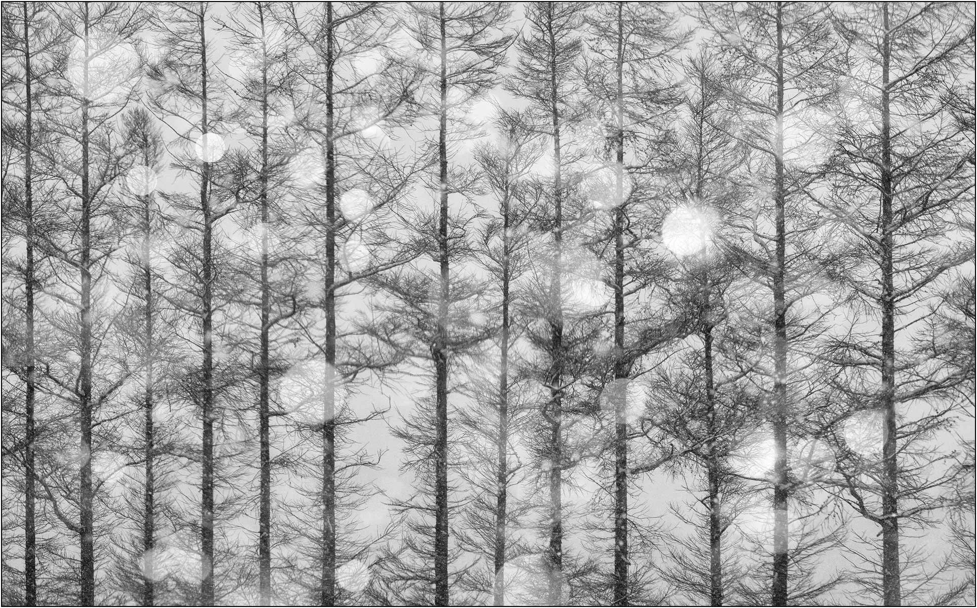 A dreamy forest scene with snow and soft glowing light circles in Hokkaido, Japan.